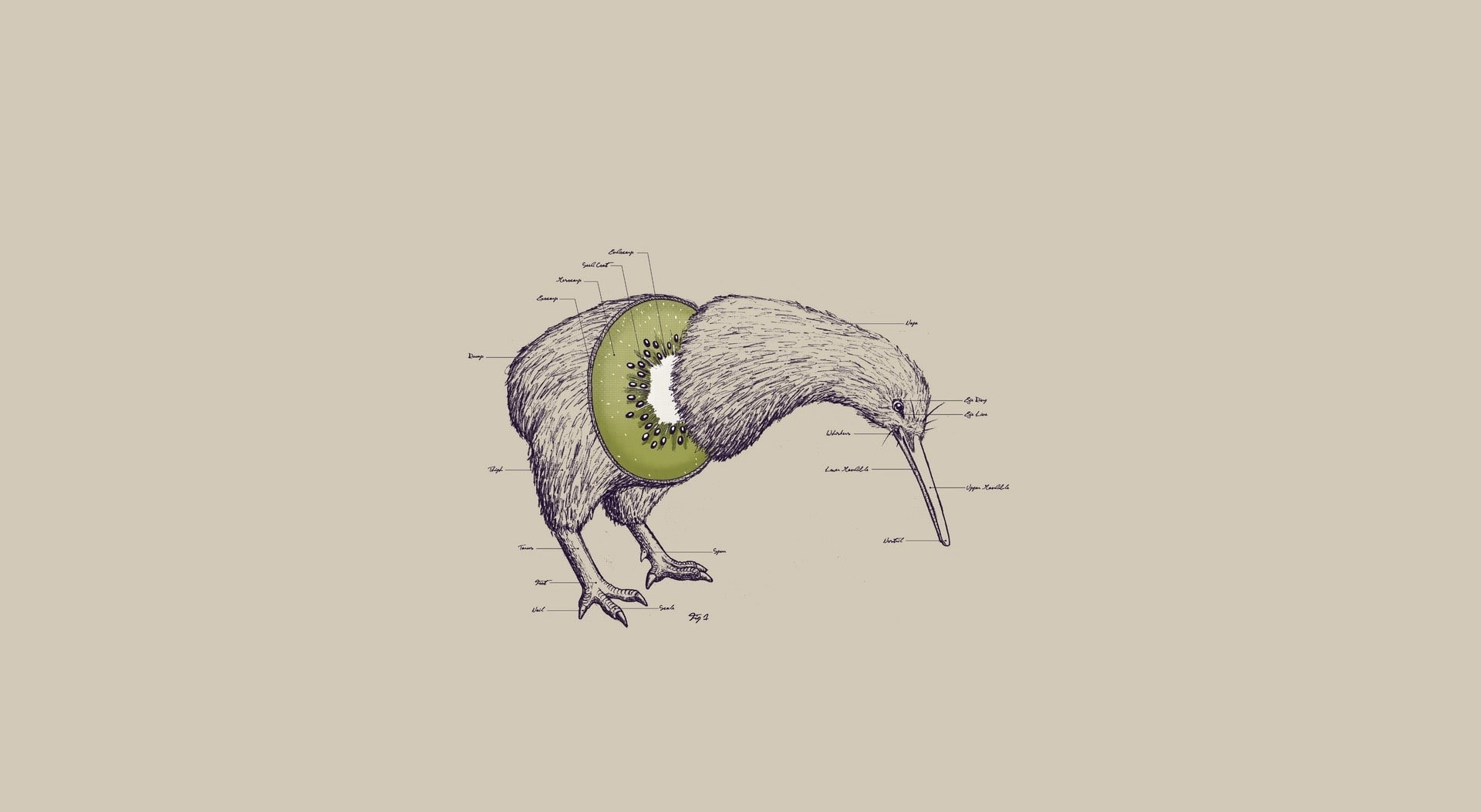 beaked, Funny, copy space, Anatomy, no people, day, Background, zoology, Kiwi Bird, Bird, vertebrate, long, side view, nature, outdoors, kiwi, full length, HD Wallpaper