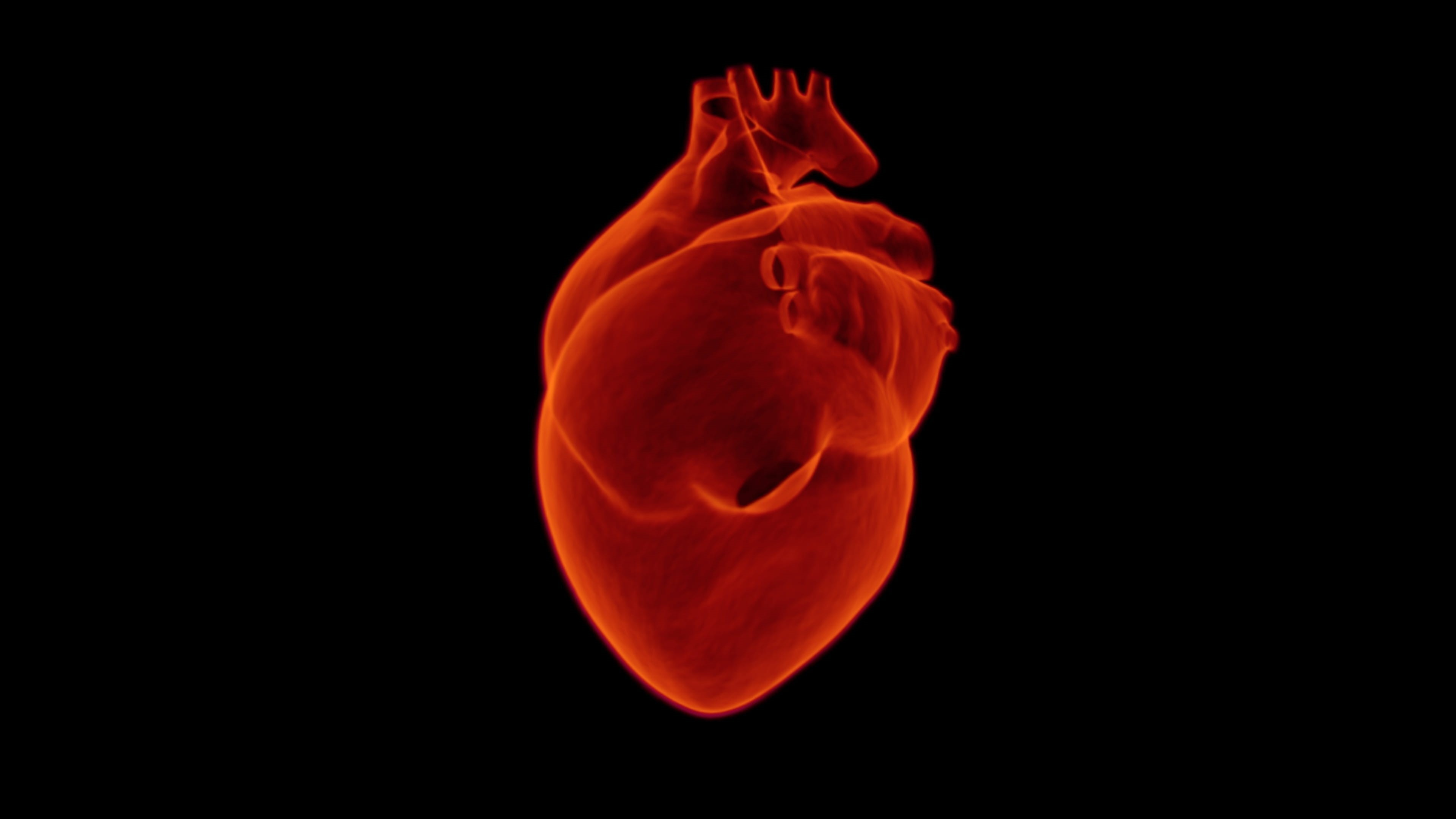 no people, attack, red, outdoors, hospital, rose - flower, nature, infarction, close-up, medicine, cardiologist, health, copy space, medic, Xray, pulse, HD Wallpaper