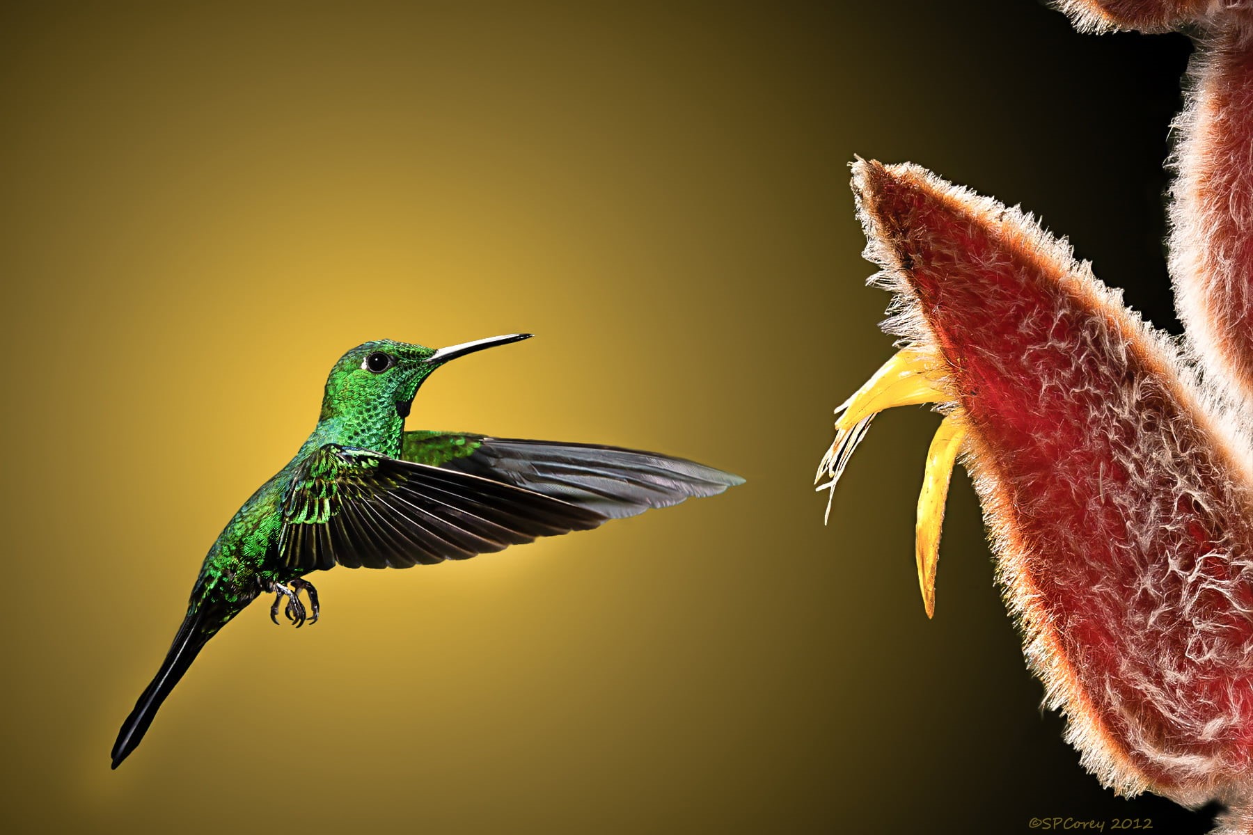 Right There, photography, nature, animal, red, superb, closeup, bird photography, closeup photography, bird, Ray, 720P, Bosque, Green-crowned Brilliant, HD Wallpaper