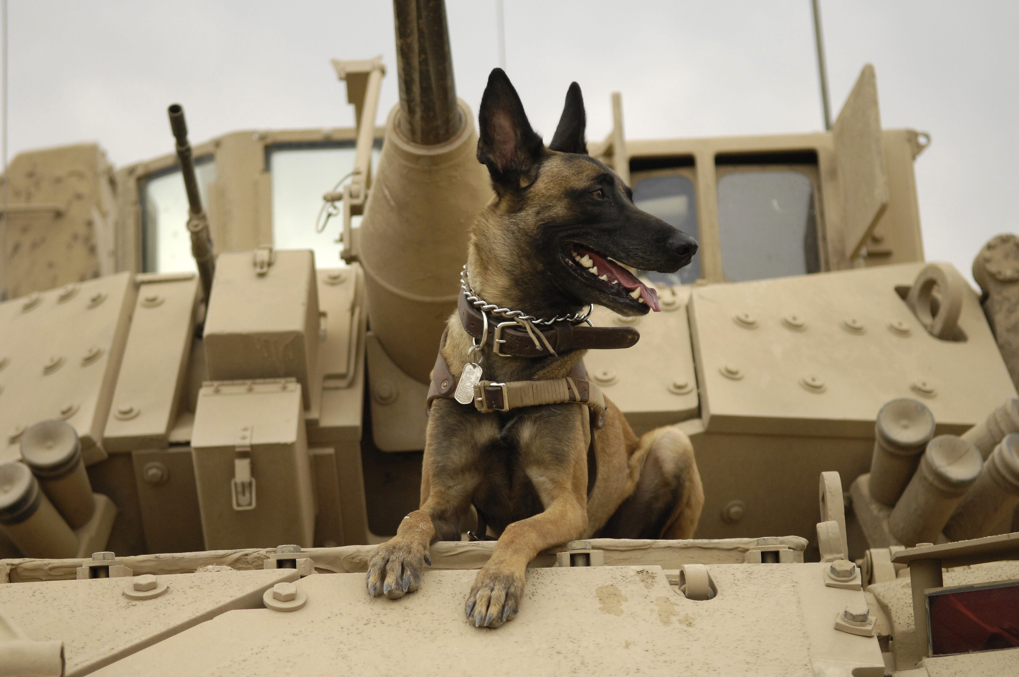 dog, affectionate, aggression, army, pup, pet collar, no people, malinois, vertebrate, belgian shepherd dog, one animal, cute, mammal, daytime, the army dog, HD Wallpaper