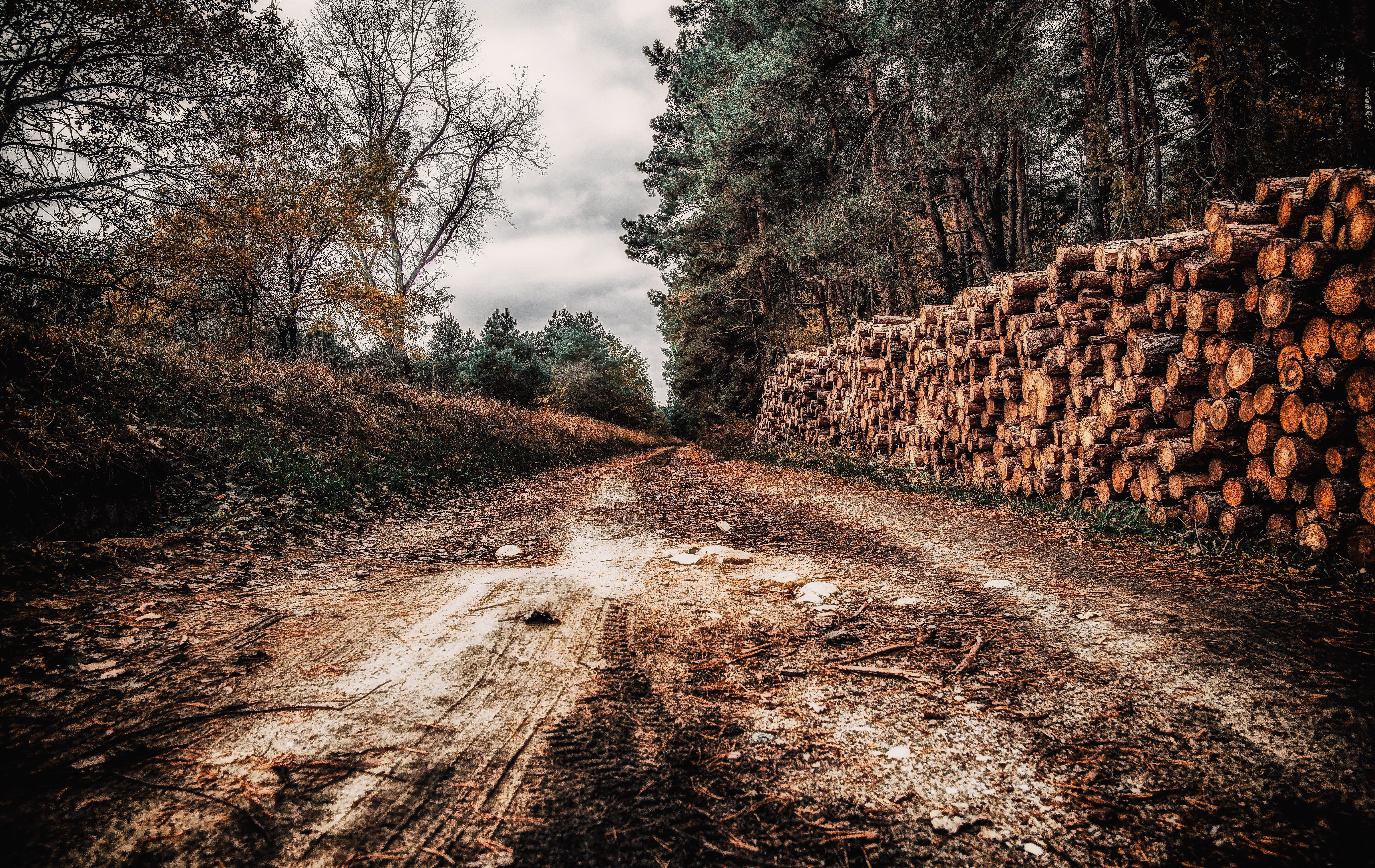 stack, tranquility, lumberjack, alley, dirt road, deforestation, autumn, the way forward, way, the path, dramatically, timber, felling, plant, insecure, HD Wallpaper