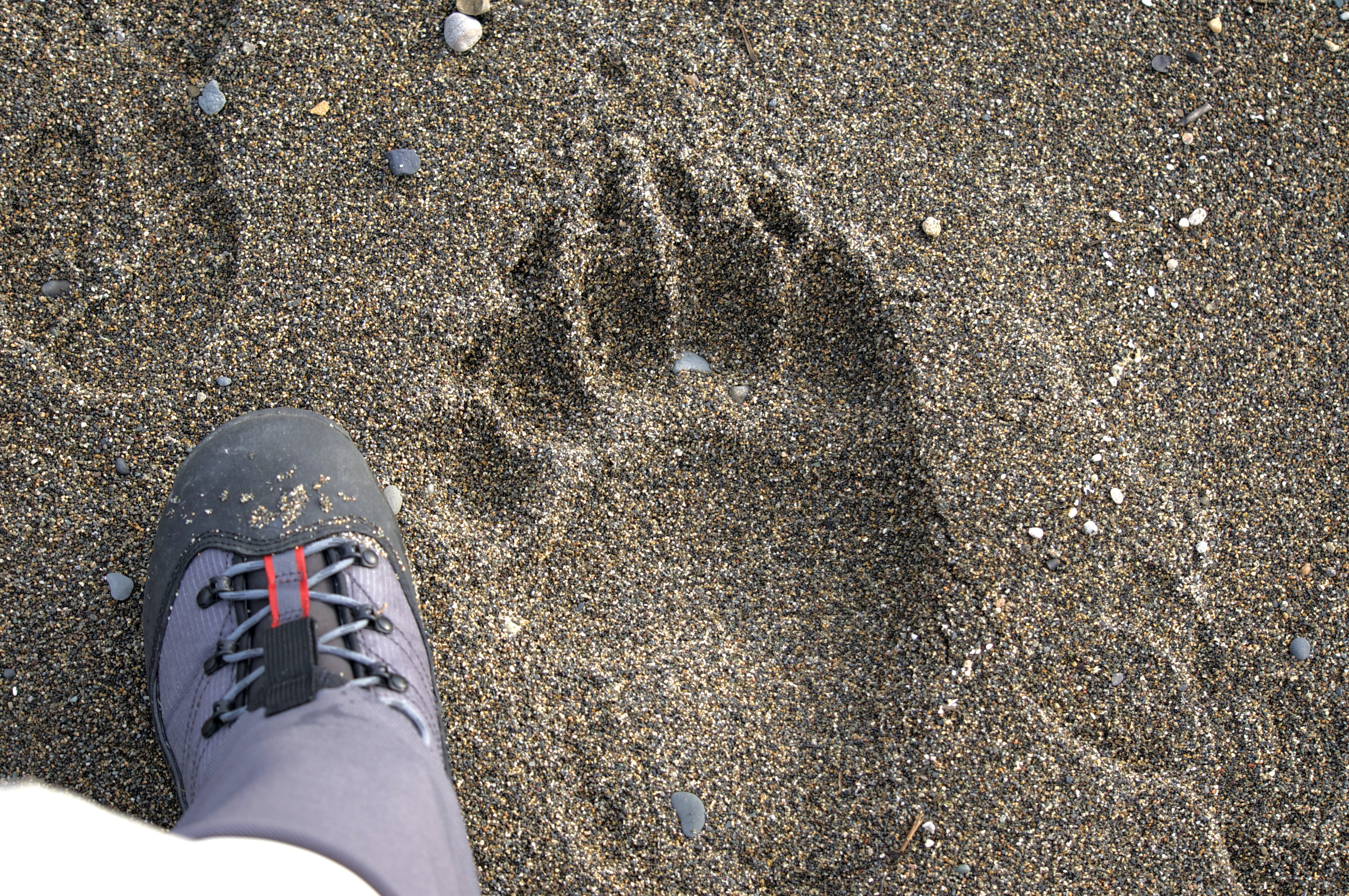 body part, wildlife, low section, land, footprint, human body part, human foot, nature, day, one person, standing, beach, real people, human leg, directly above, HD Wallpaper
