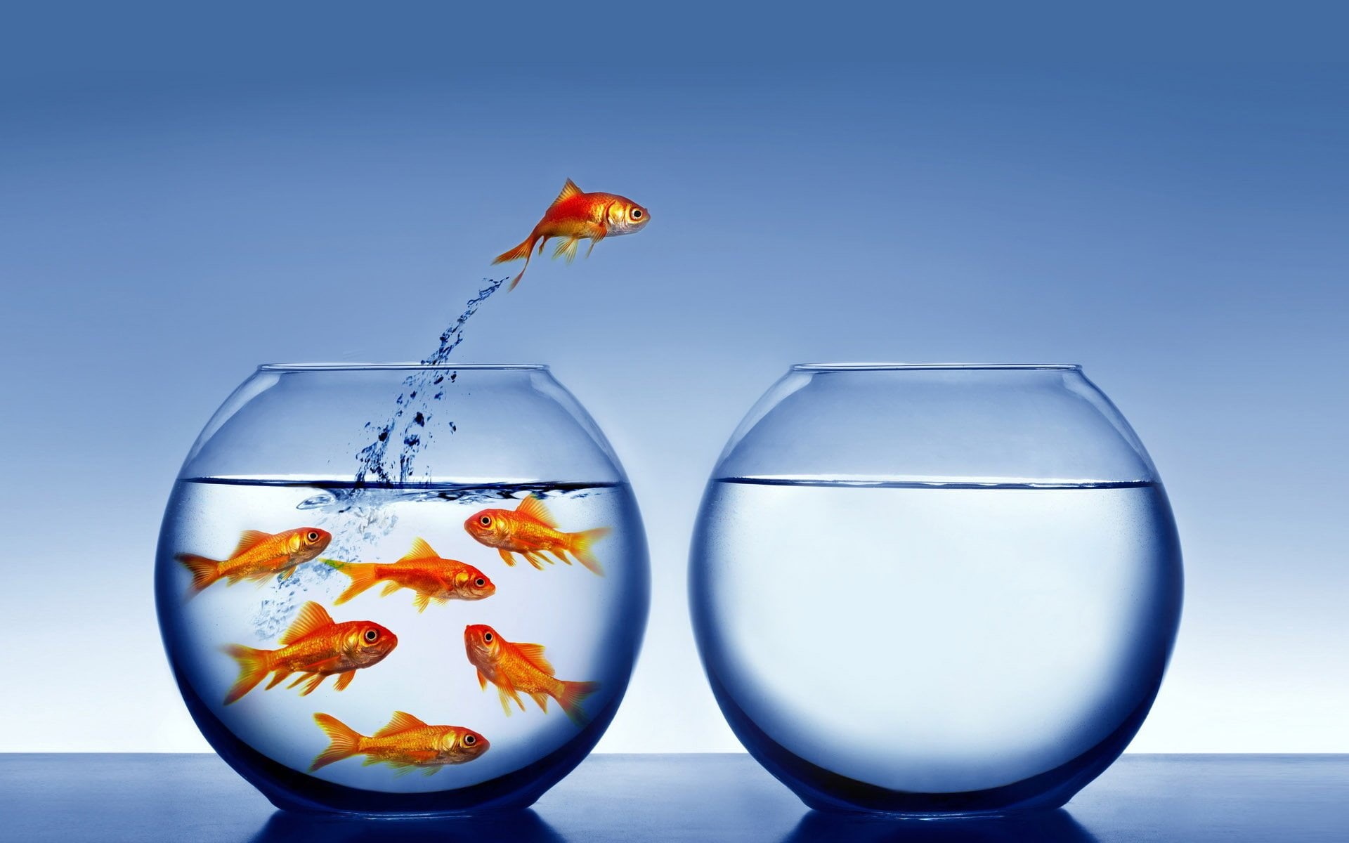 indoors, no people, glass, full length, group of animals, Goldfish, two objects, Fish, water, nature, pets, comparison, blue, fishbowl, Animal, transparent, HD Wallpaper