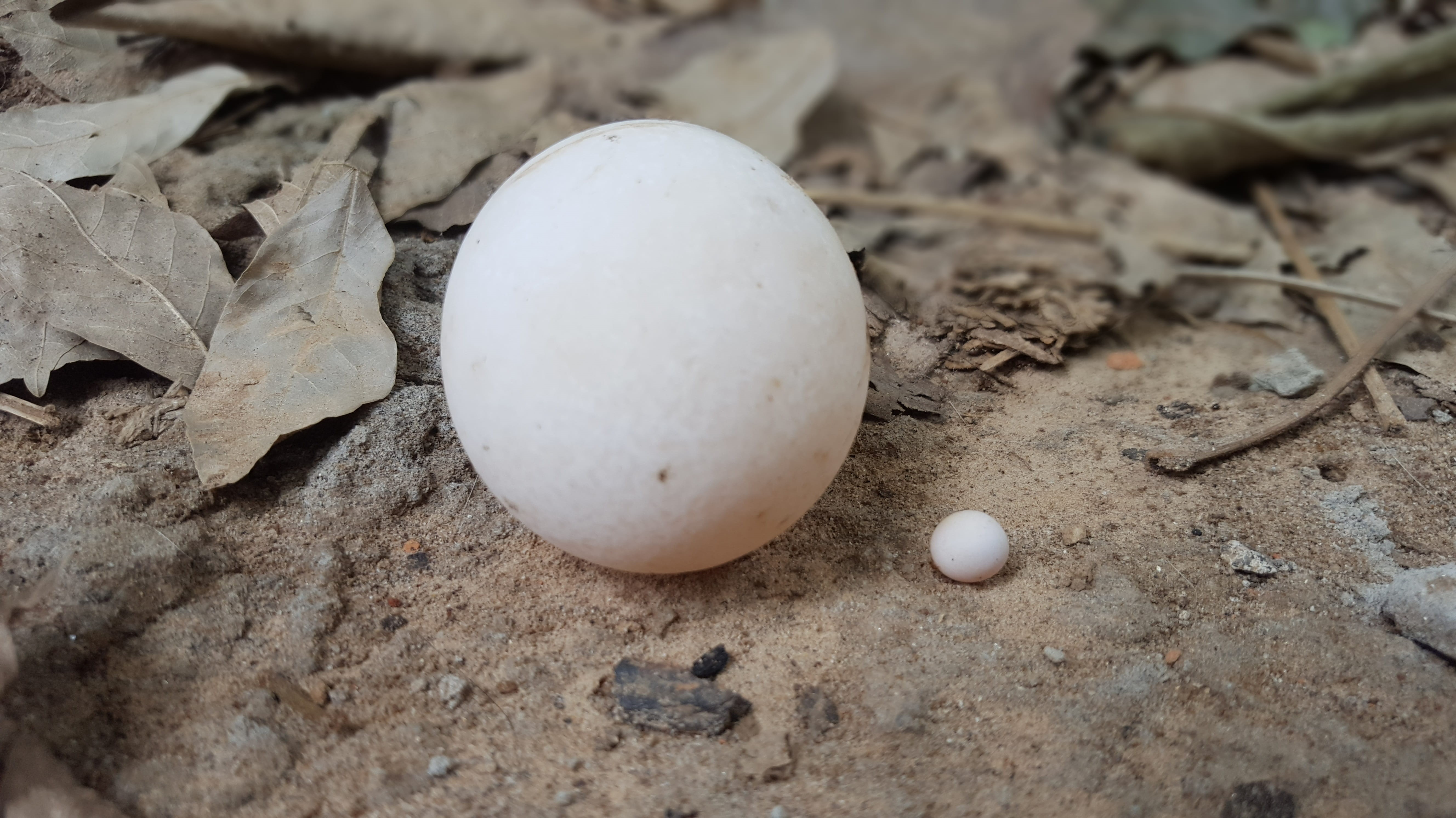 egg, ball, beginnings, dirt, lizard, oval, turtle, wild, selective focus, animal, no people, dessert, leaf, shell, day, outdoors, ground, leaves, white, HD Wallpaper