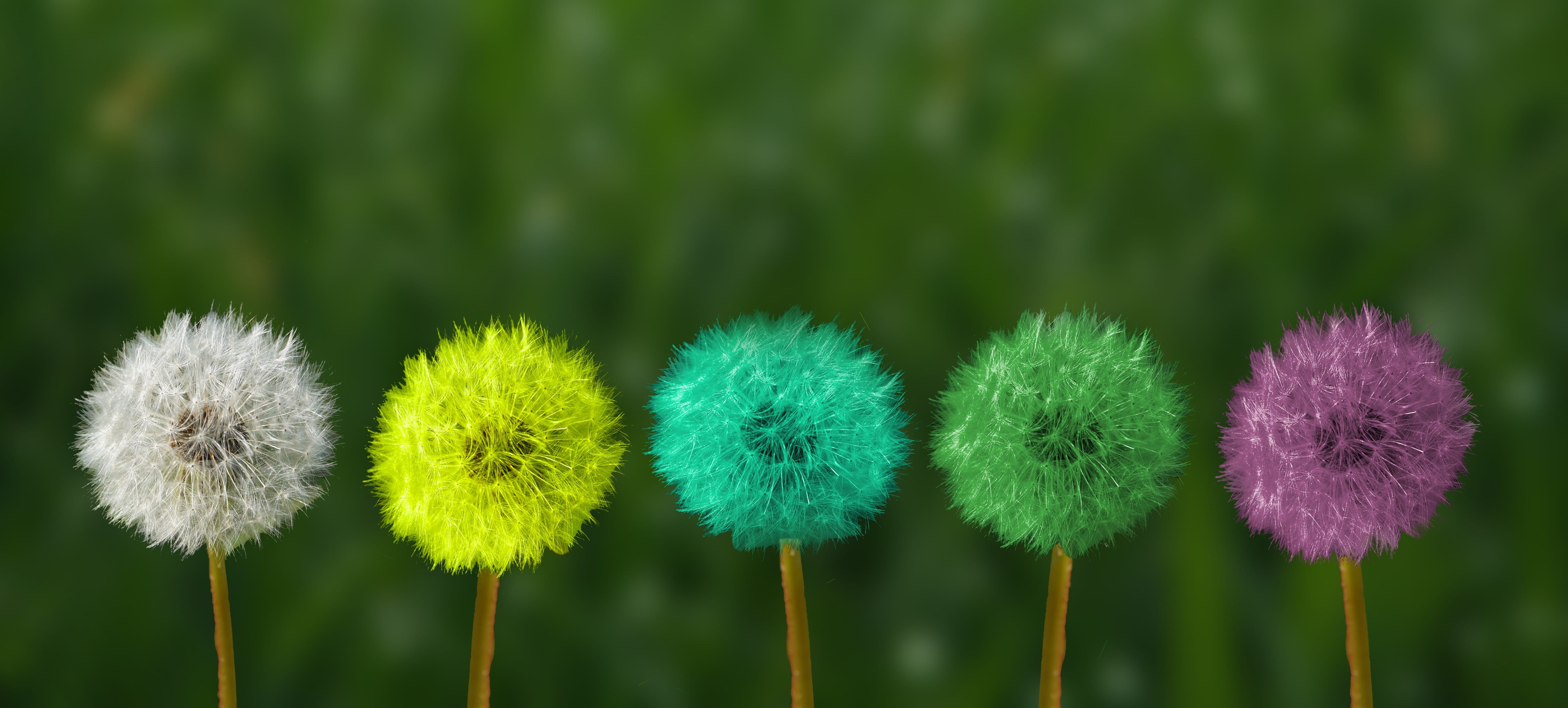 inked, fine art, air, banner, seeds, shallow, multicolored, dandelion, fragility, convert, springtime, scrapbooking, still life, vulnerability, green color, HD Wallpaper