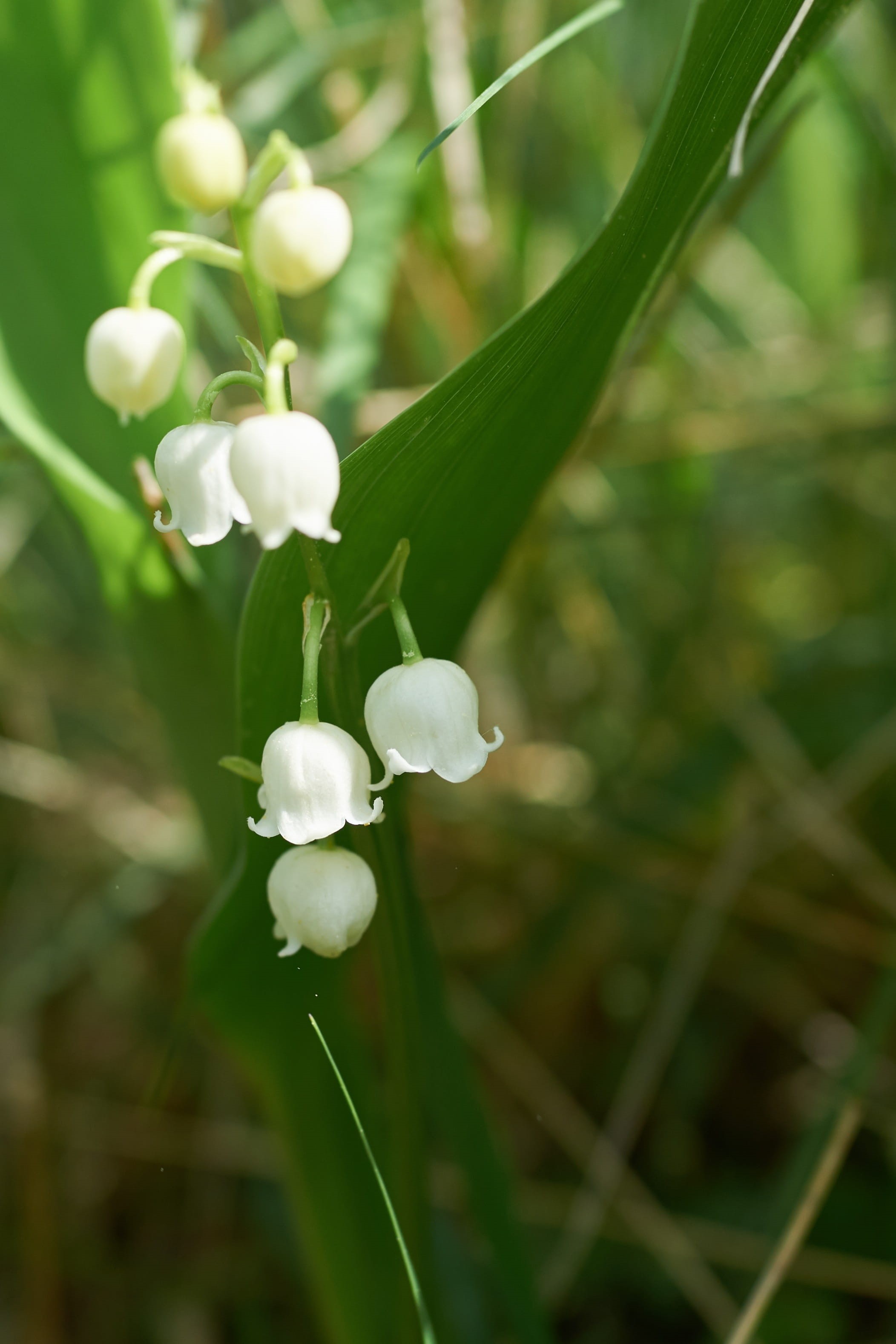 plant, inflorescence, day, freshness, flowers, springtime, 2K, flower head, green, petal, no people, fragility, the bells, flower, nature, outdoors, plant stem, Phone HD Wallpaper