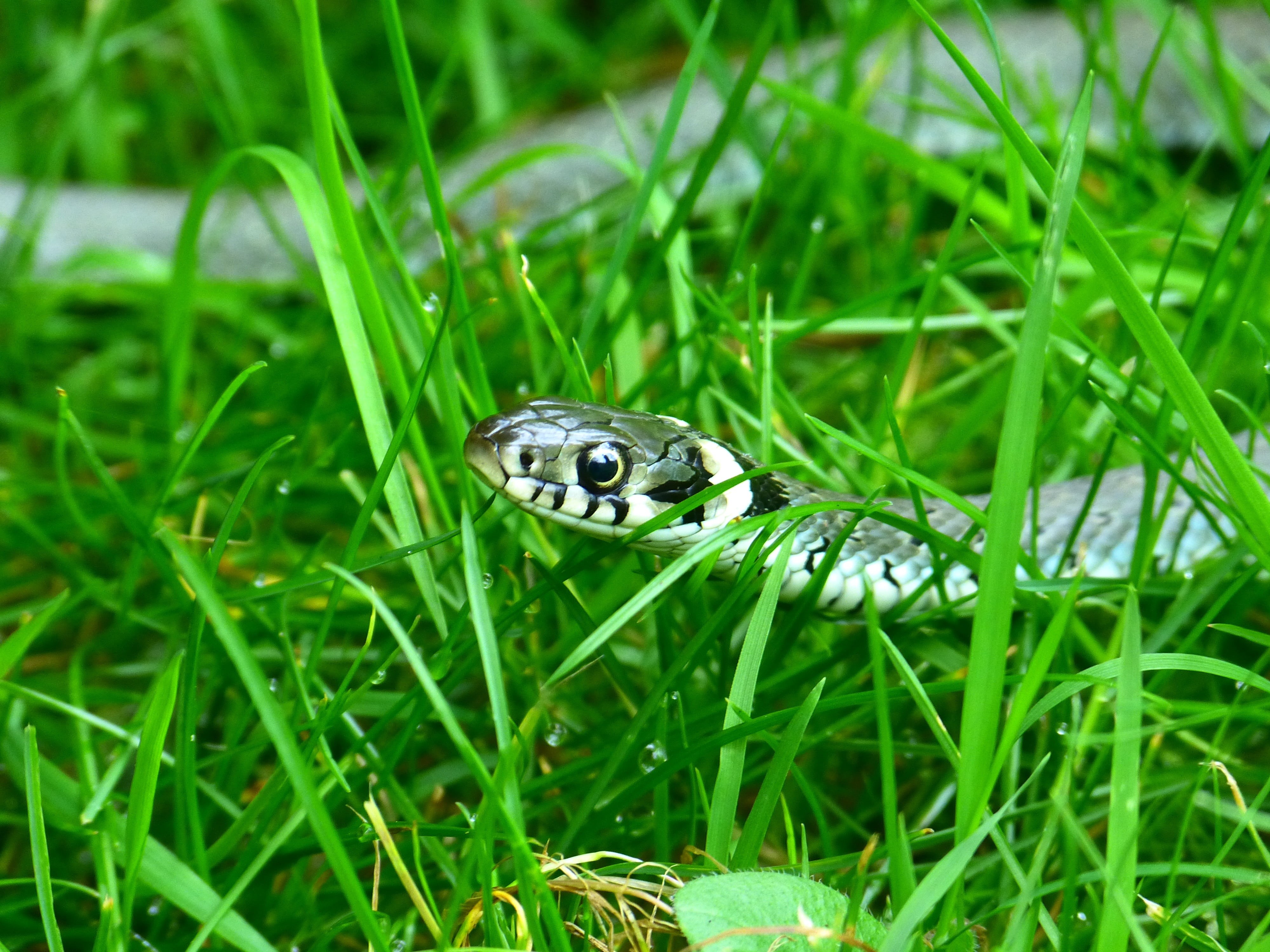 nature, non-hazardous, close-up, species, head game, animals in the wild, no people, animal wildlife, grass snake, white, animal themes, time, scale, plant, HD Wallpaper