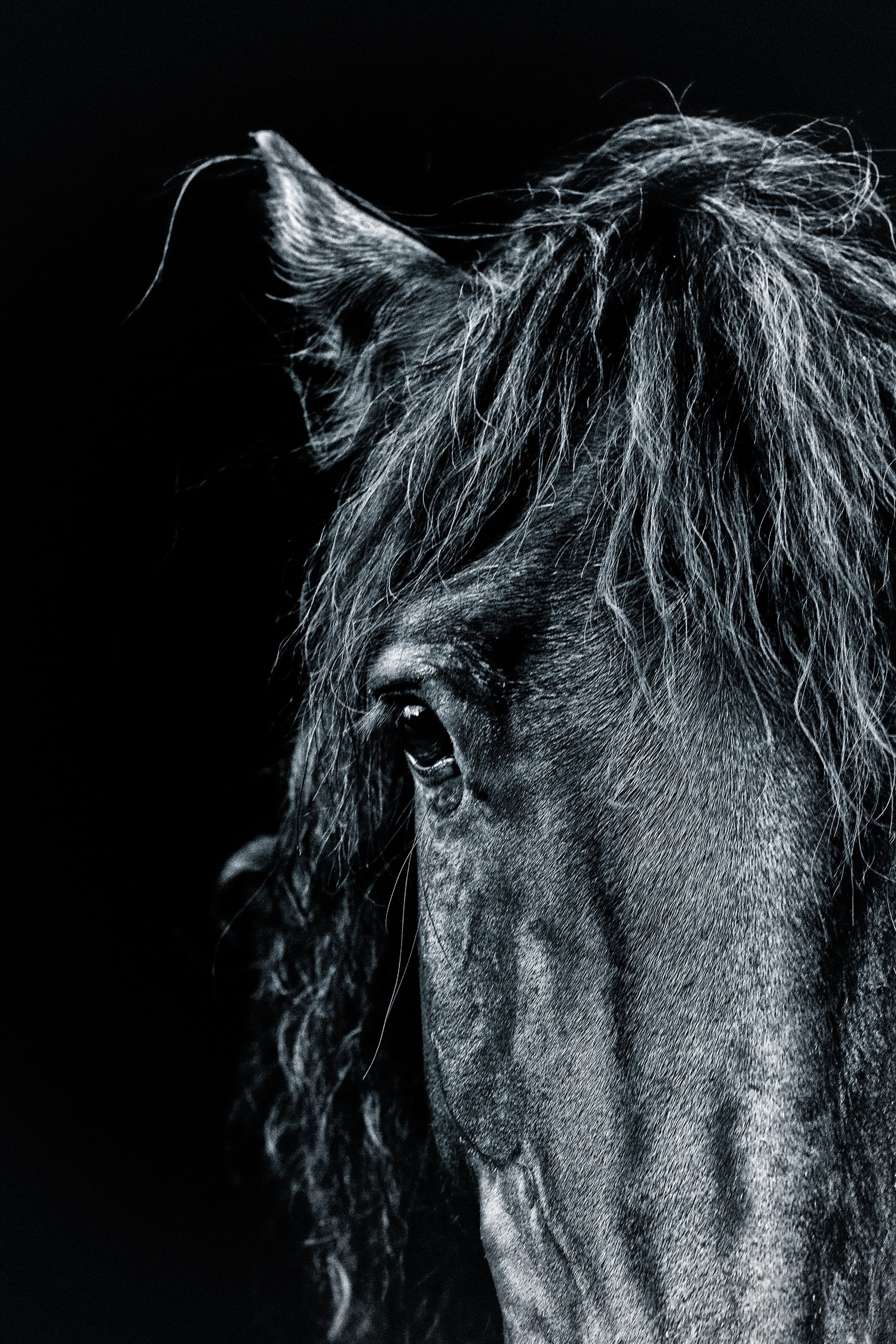 real people, domestic animals, adults only, mane, stable, nature, women, hairstyle, body part, rural, portrait, equine, headshot, side view, black, animal, Phone HD Wallpaper
