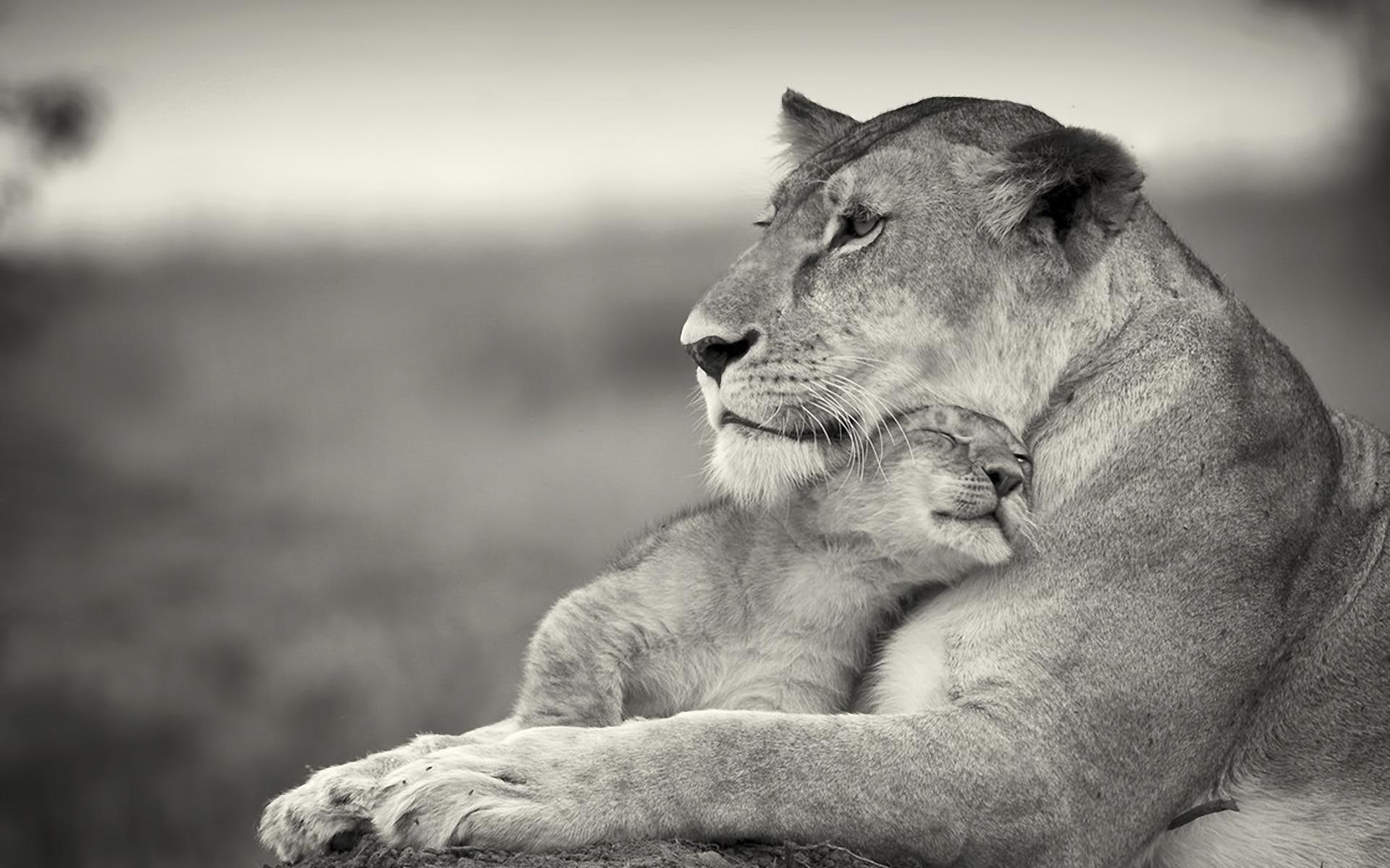 lion, 1080P, mom, cub, savana, animals, felines, HD Wallpaper