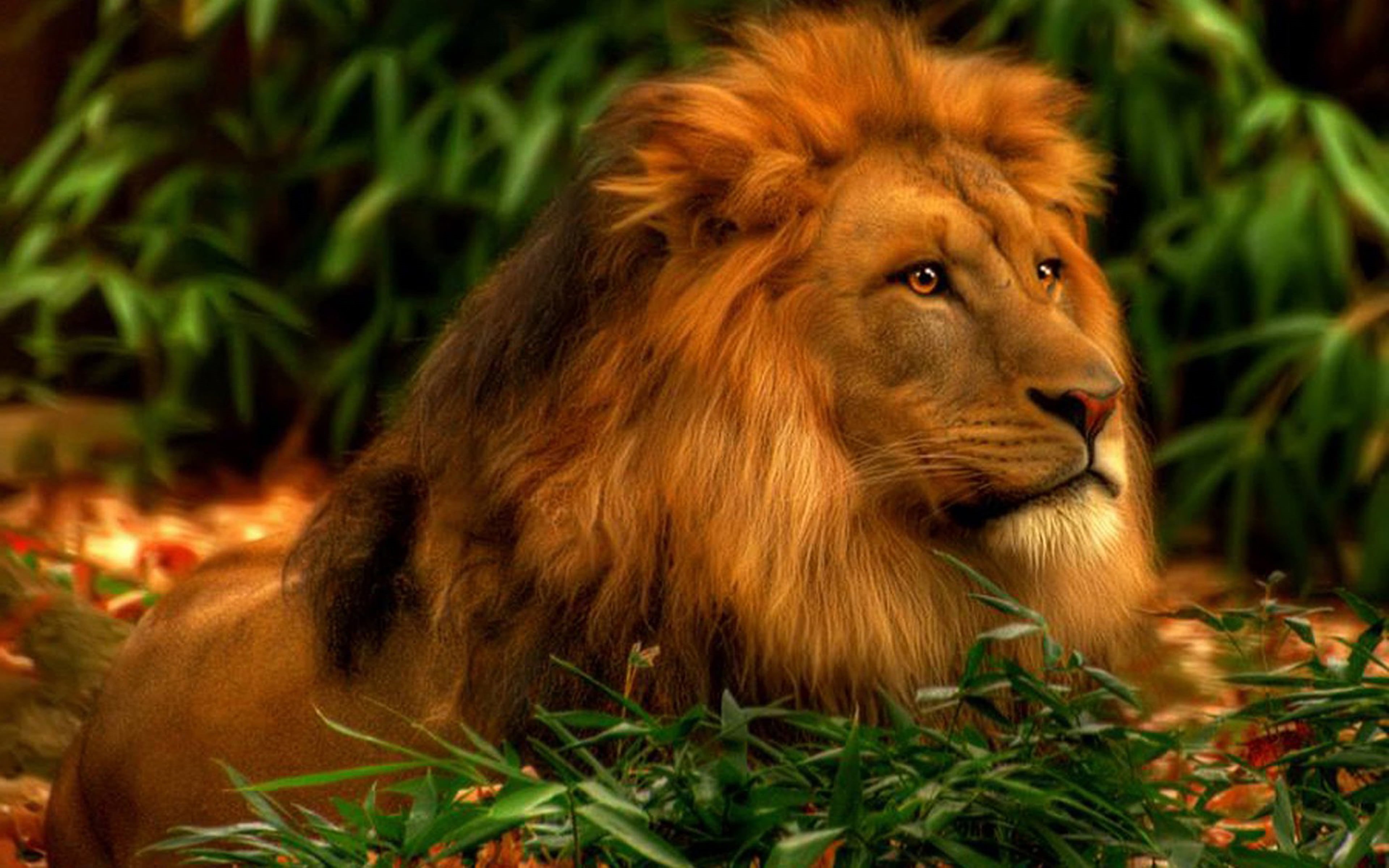looking away, hd, feline, mobile, 4K, plant, focus on foreground, animals in the wild, one animal, outdoors, animal themes, male animal, animal wildlife, HD Wallpaper