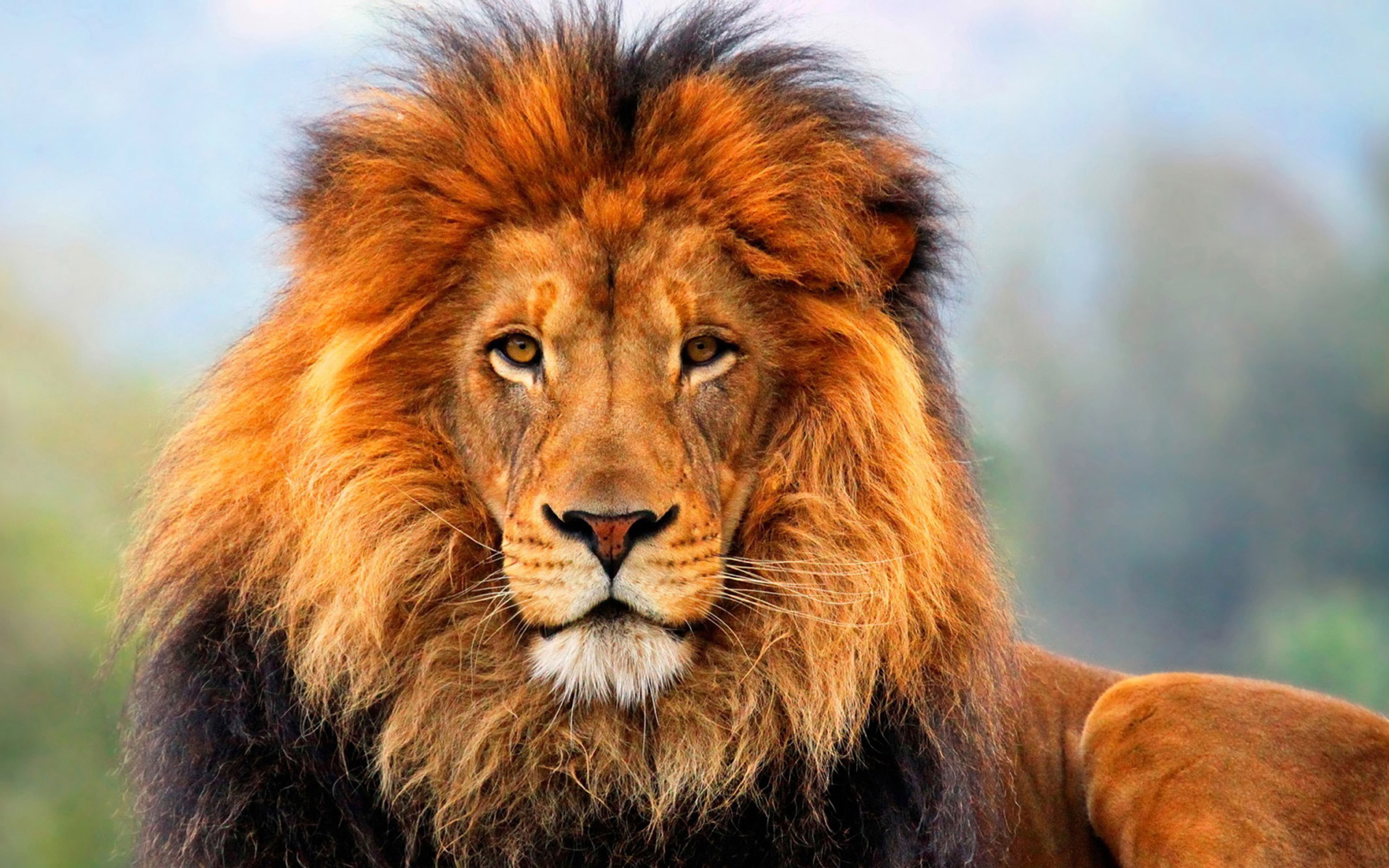 day, focus on foreground, one animal, lion, close-up, animal themes, animal head, animals in the wild, no people, vertebrate, male animal, portrait, animal, HD Wallpaper