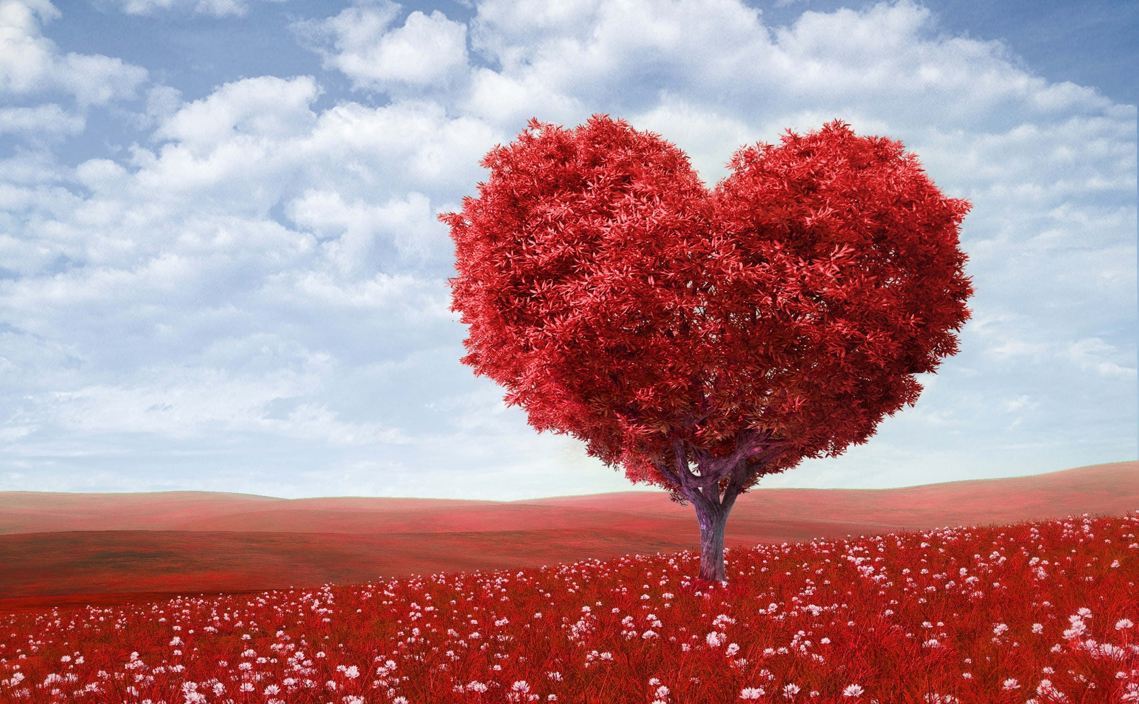 Valentines Day, 2014, plant, land, flowering plant, tree, nature, growth, heart, change, tranquility, 4K, beauty in nature, scenics - nature, outdoors, HD Wallpaper