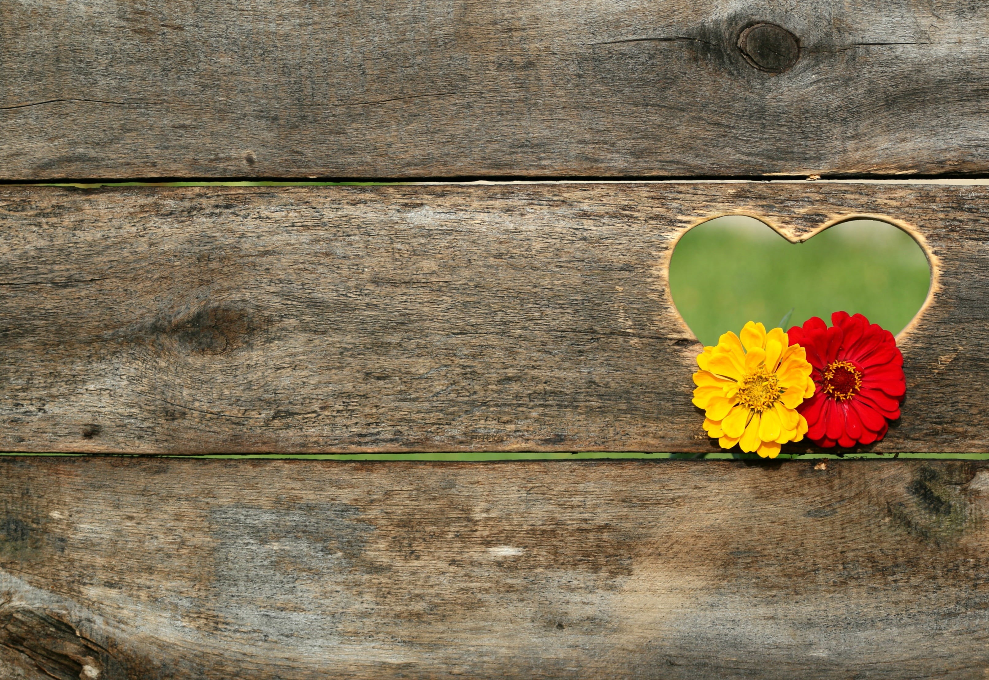 texture, vulnerability, heart Shape, hanging, emotion, close-up, valentine, inflorescence, 2K, outdoors, plant, flowering plant, postcard, heart, freshness, HD Wallpaper