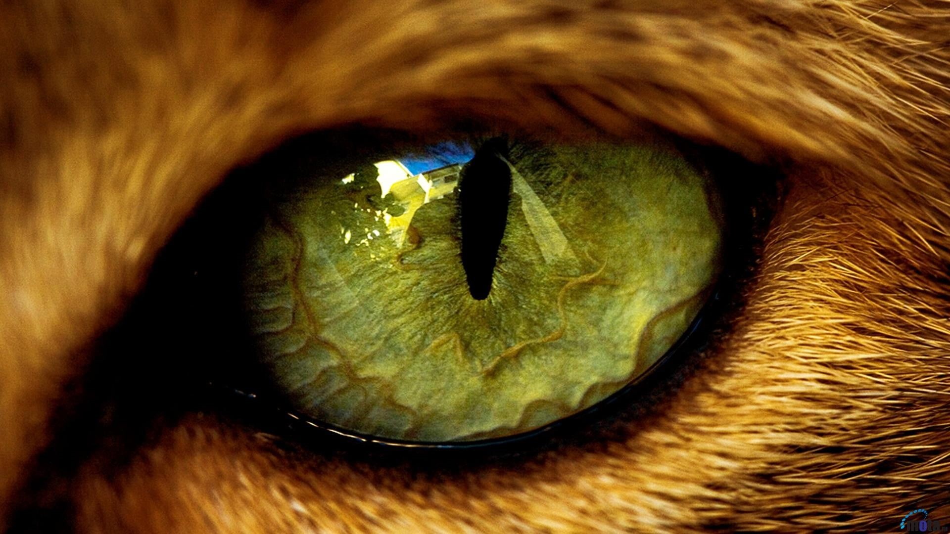 1080P, sensory perception, eyes, animal body part, vertebrate, close-up, eyelash, animal themes, pets, mammal, animal head, eyeball, one person, iris - eye, HD Wallpaper