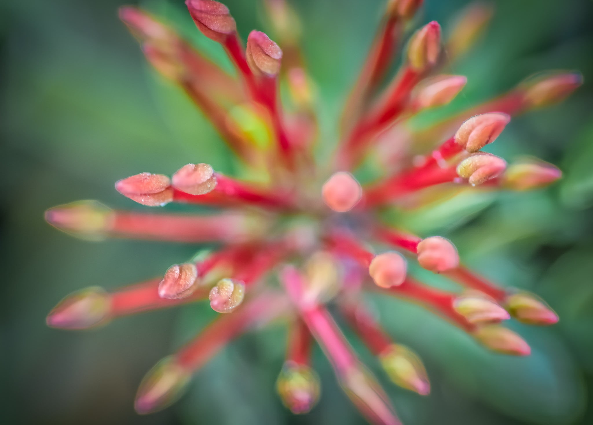 photo, lovely, red, painterly, petals, mother nature, colorful, surreal, pistils, painting, nature, 4th of July, photography, flower, Floral, selective, HD Wallpaper