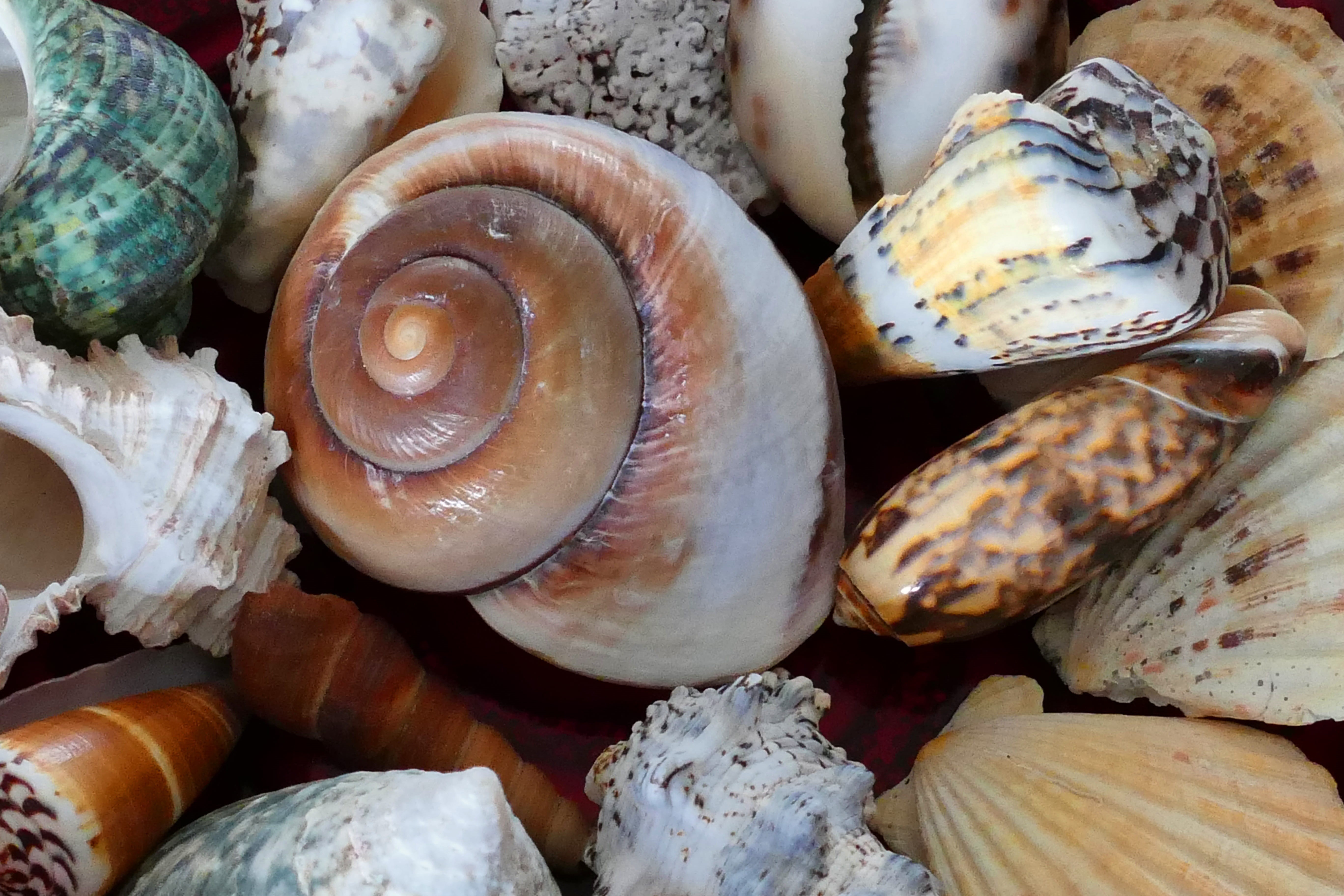 shore, day, animal, tropical, mollusk, aquatic, bunch, food and drink, water, seashell, wildlife, souvenir, holiday, backgrounds, ocean, natural, 5K, biology, HD Wallpaper