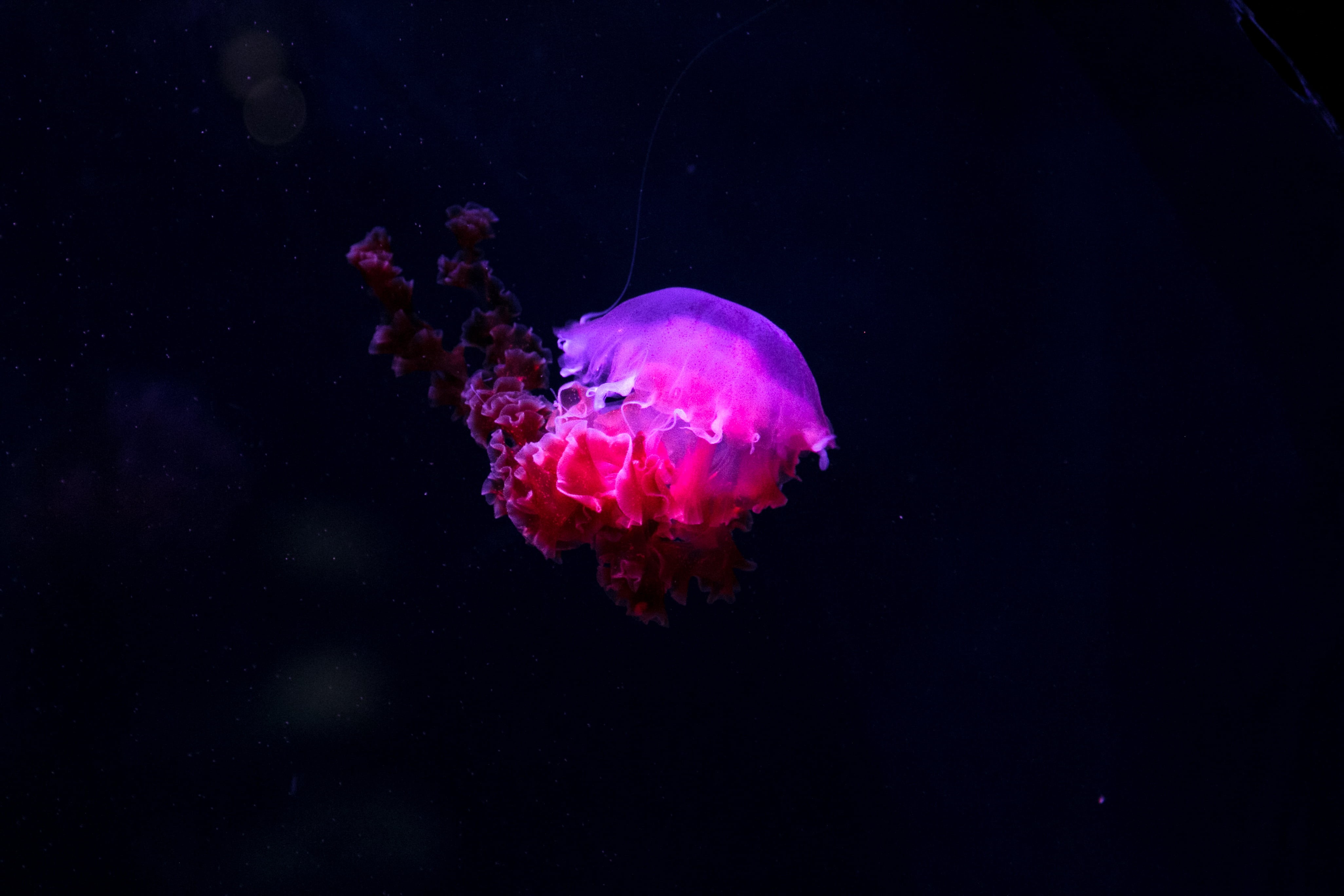 underwater, multi Colored, nature, animal themes, reef, black background, wildlife, jellyfish, sea Life, marine, red, invertebrate, luminosity, aquatic, HD Wallpaper