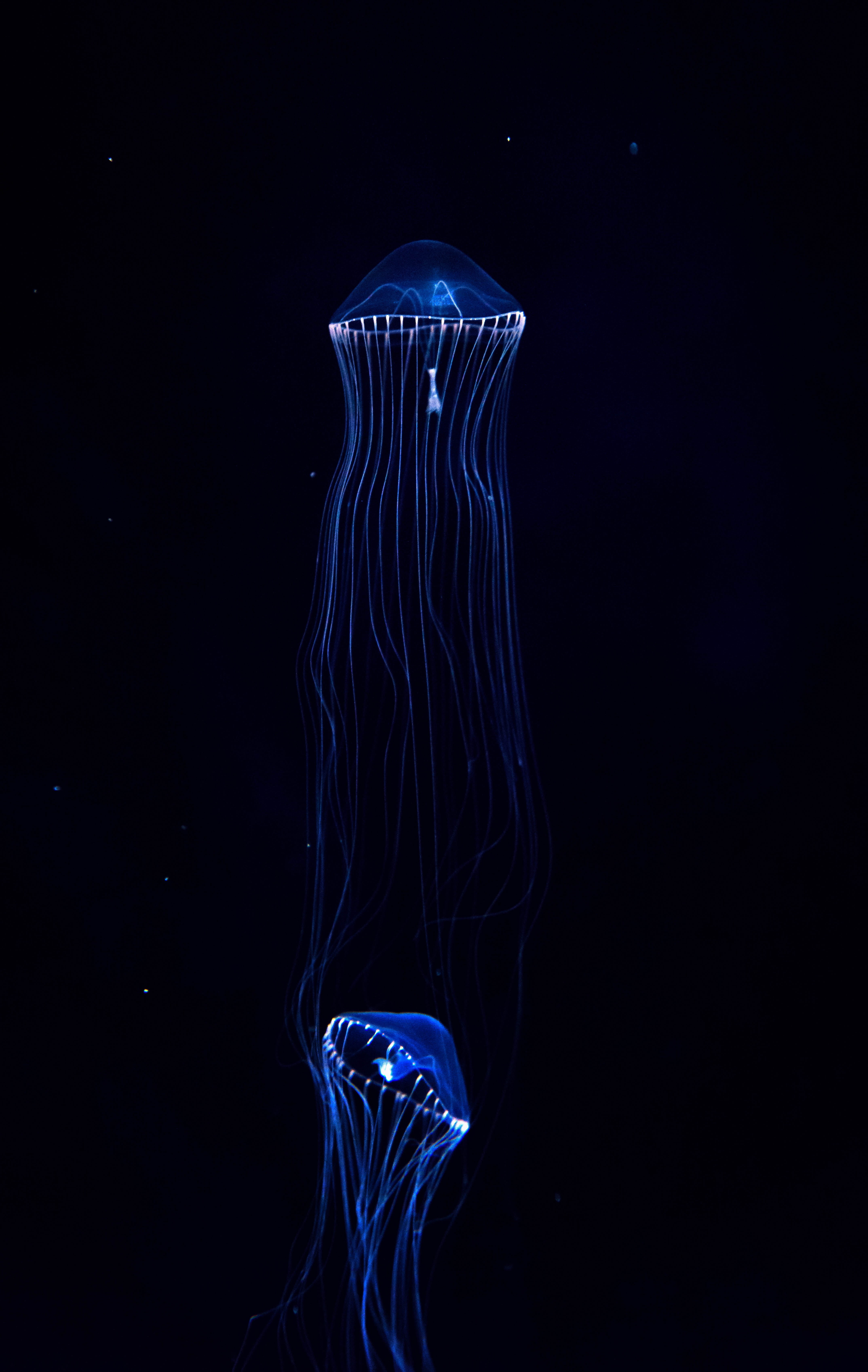 black background, marine, no people, sea, underwater world, water, flowing, jellyfish, animal, studio shot, invertebrate, underwater, animals in the wild, Phone HD Wallpaper