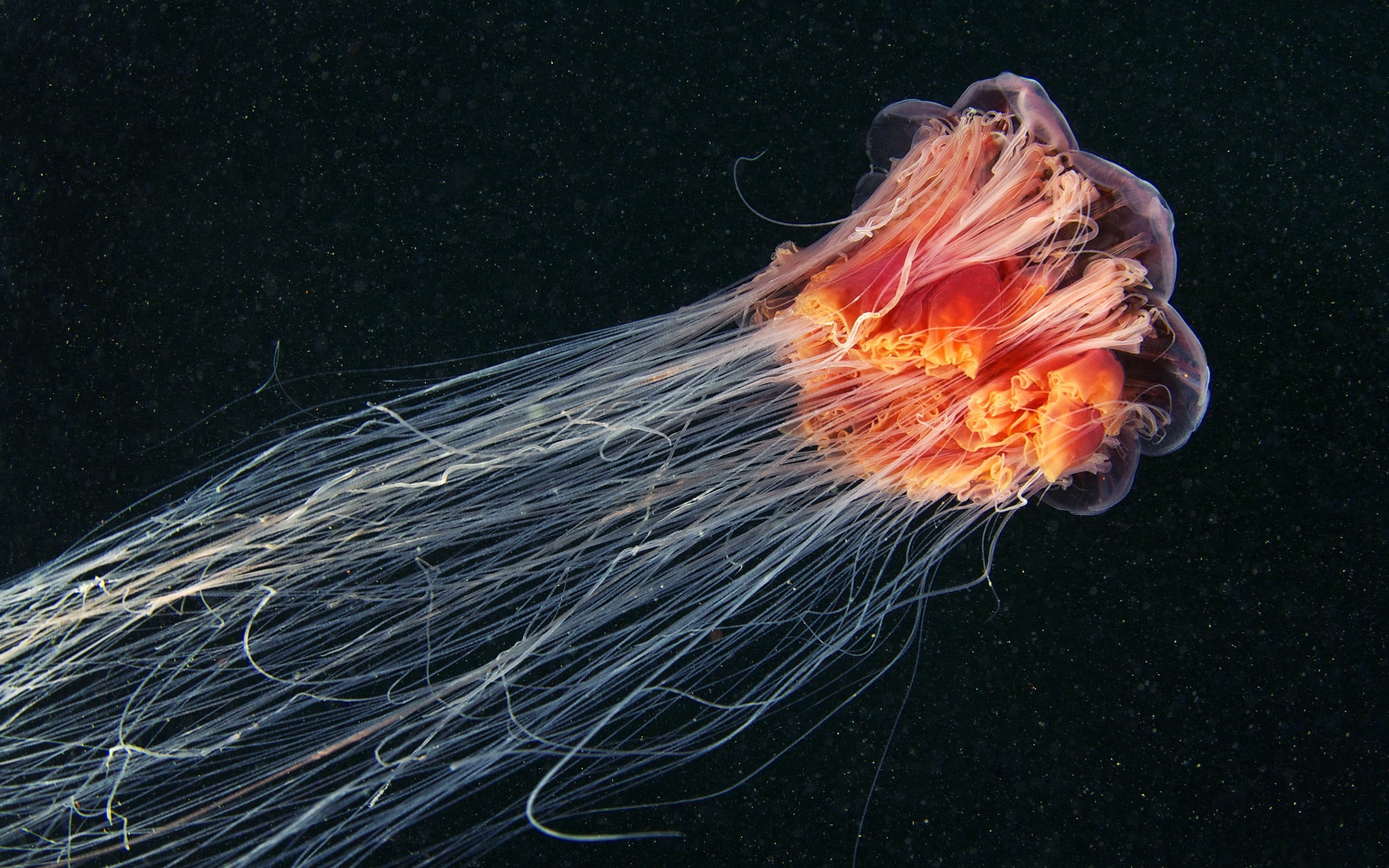 close-up, animals, fire, fire - natural phenomenon, glowing, nature, marine, jellyfish, flame, animals in the wild, animal wildlife, outdoors, black background, HD Wallpaper