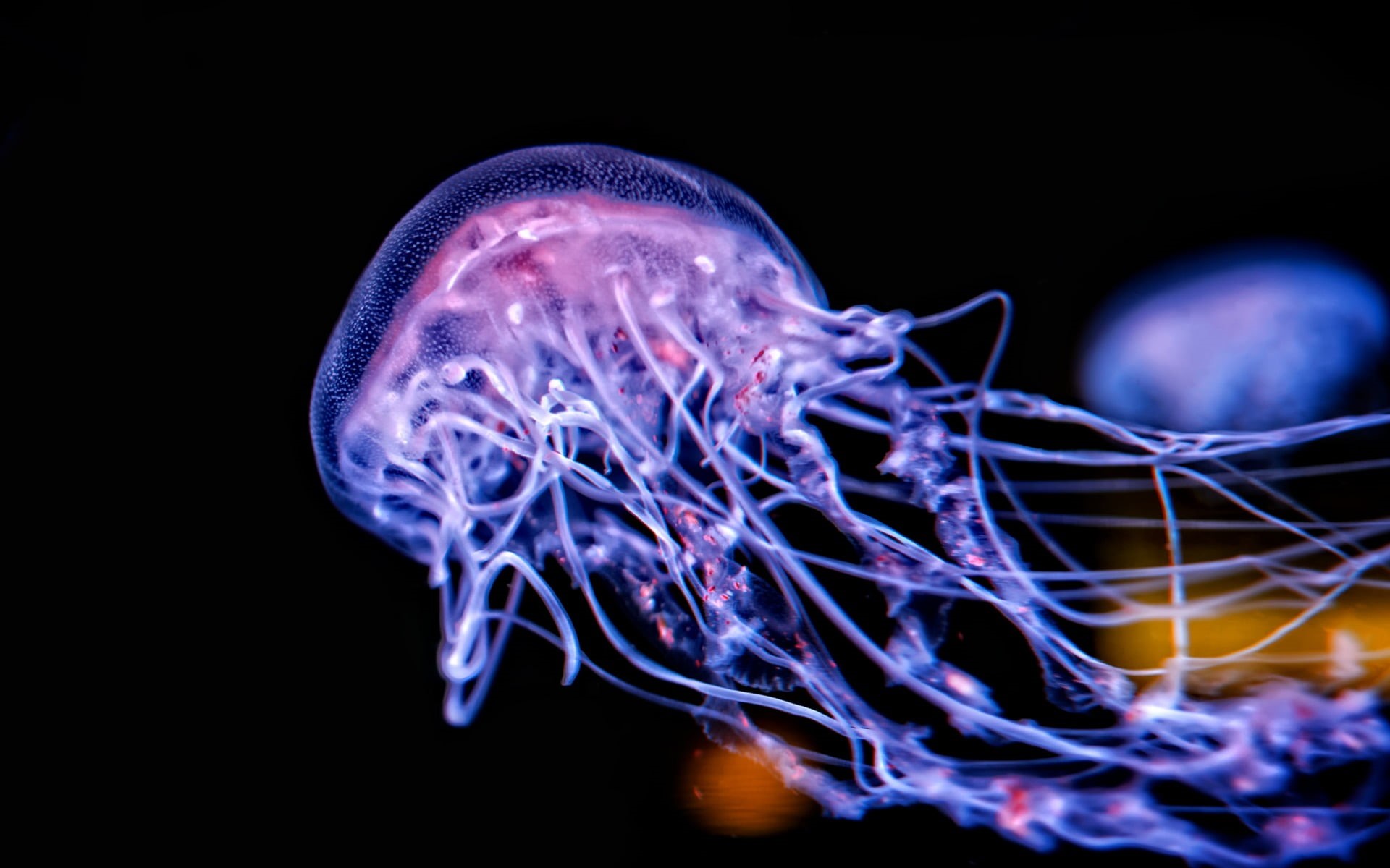 science, close-up, invertebrate, animals in the wild, underwater, sea life, animal wildlife, undersea, black background, sea, no people, communication, HD Wallpaper