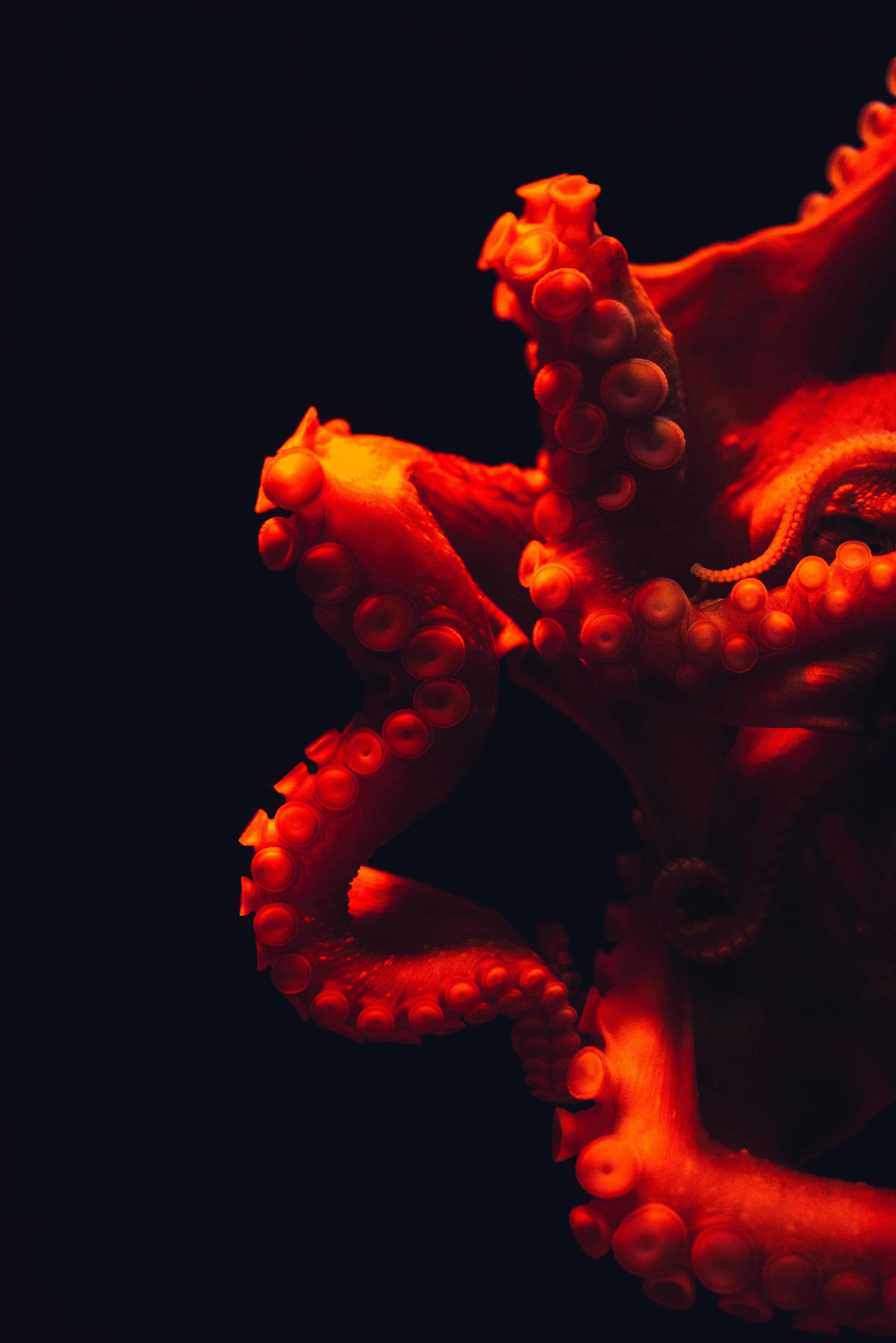 marine, orange color, burning, science, nature, animal wildlife, studio shot, close-up, indoors, flame, glowing, heat - Temperature, abstract, blood, underwater world, Phone HD Wallpaper