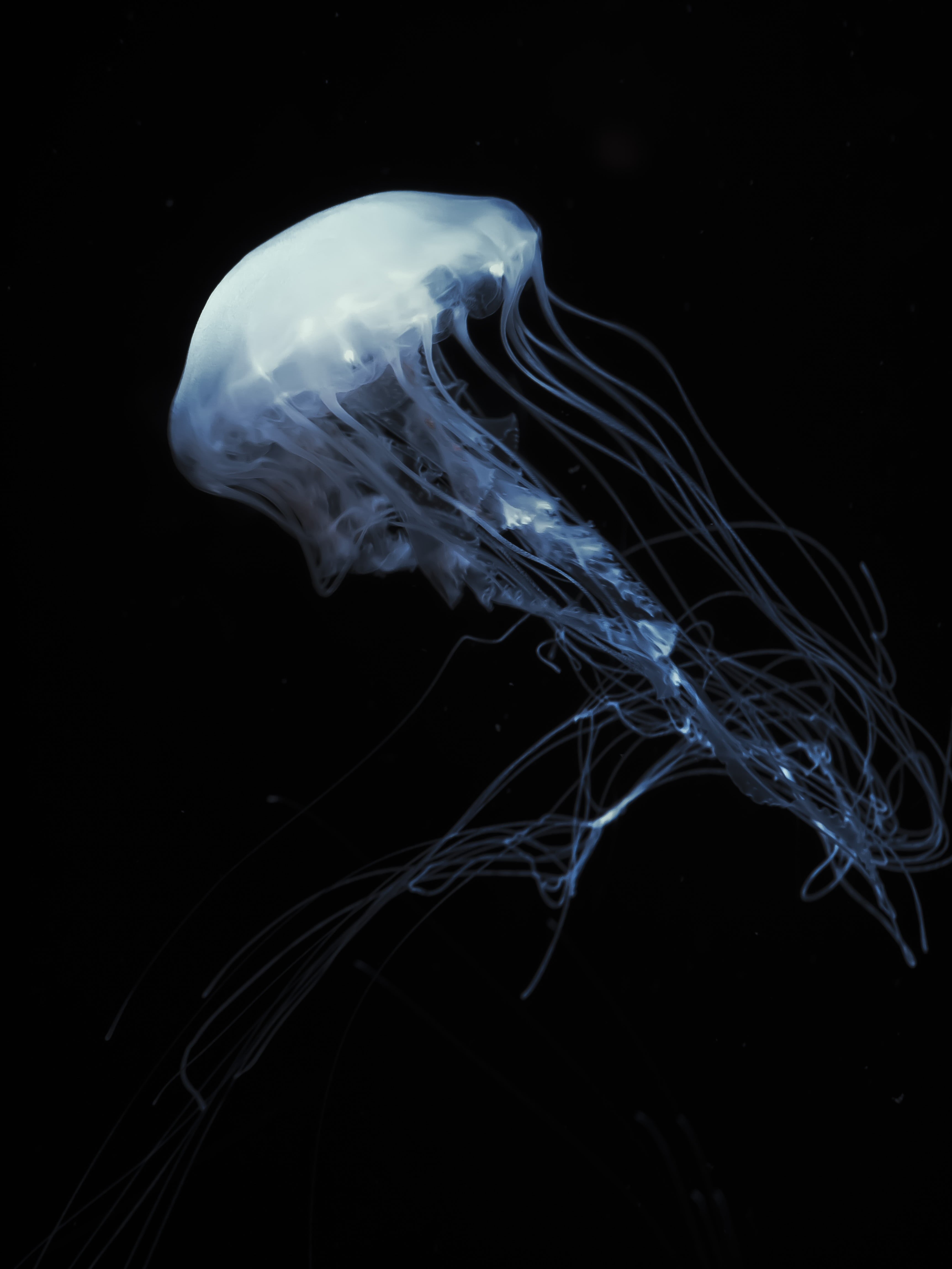  transparent, jelly fish, white, invertebrate, no people, one animal, close-up, elegant, luminosity, creature, jelly, deep, animal wildlife, aquarium, Phone HD Wallpaper