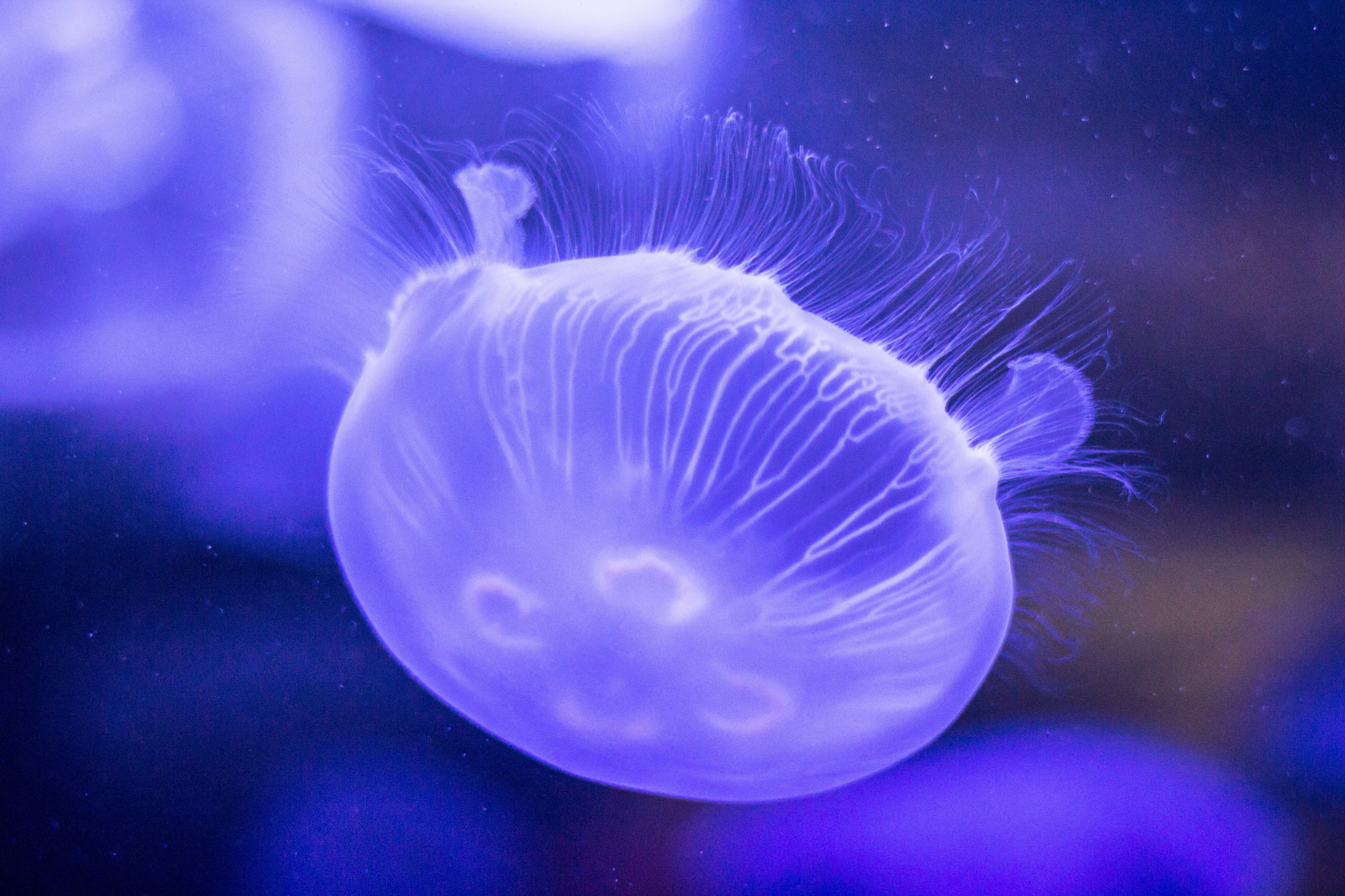purple, deep, underwater, water, medusa, cnidarian, saltwater Fish, backgrounds, outdoors, blue, jellyfish, invertebrate, sea Life Centre, sea, 5K, swimming Animal, HD Wallpaper