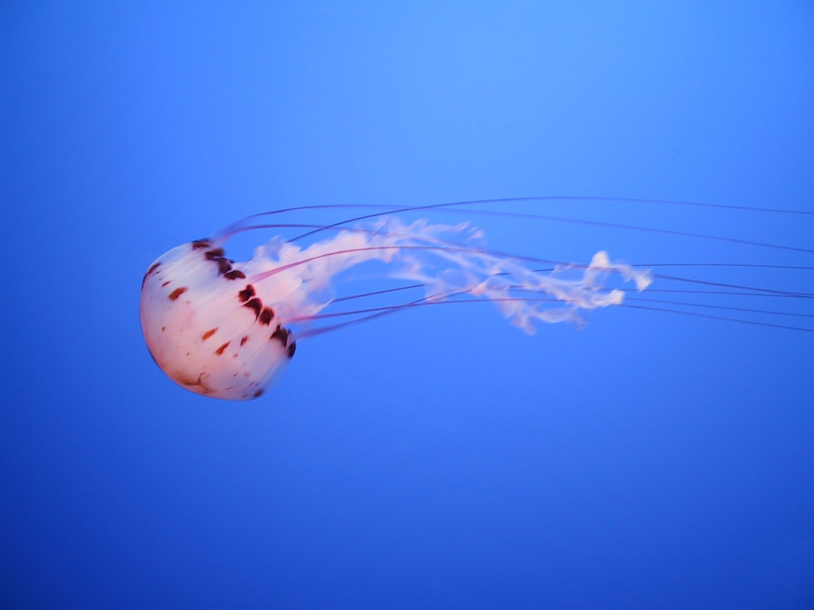 underwater, black, Monterey  Aquarium, 720P, sea, white, Jellyfish, blue, tentacle, animal, HD Wallpaper