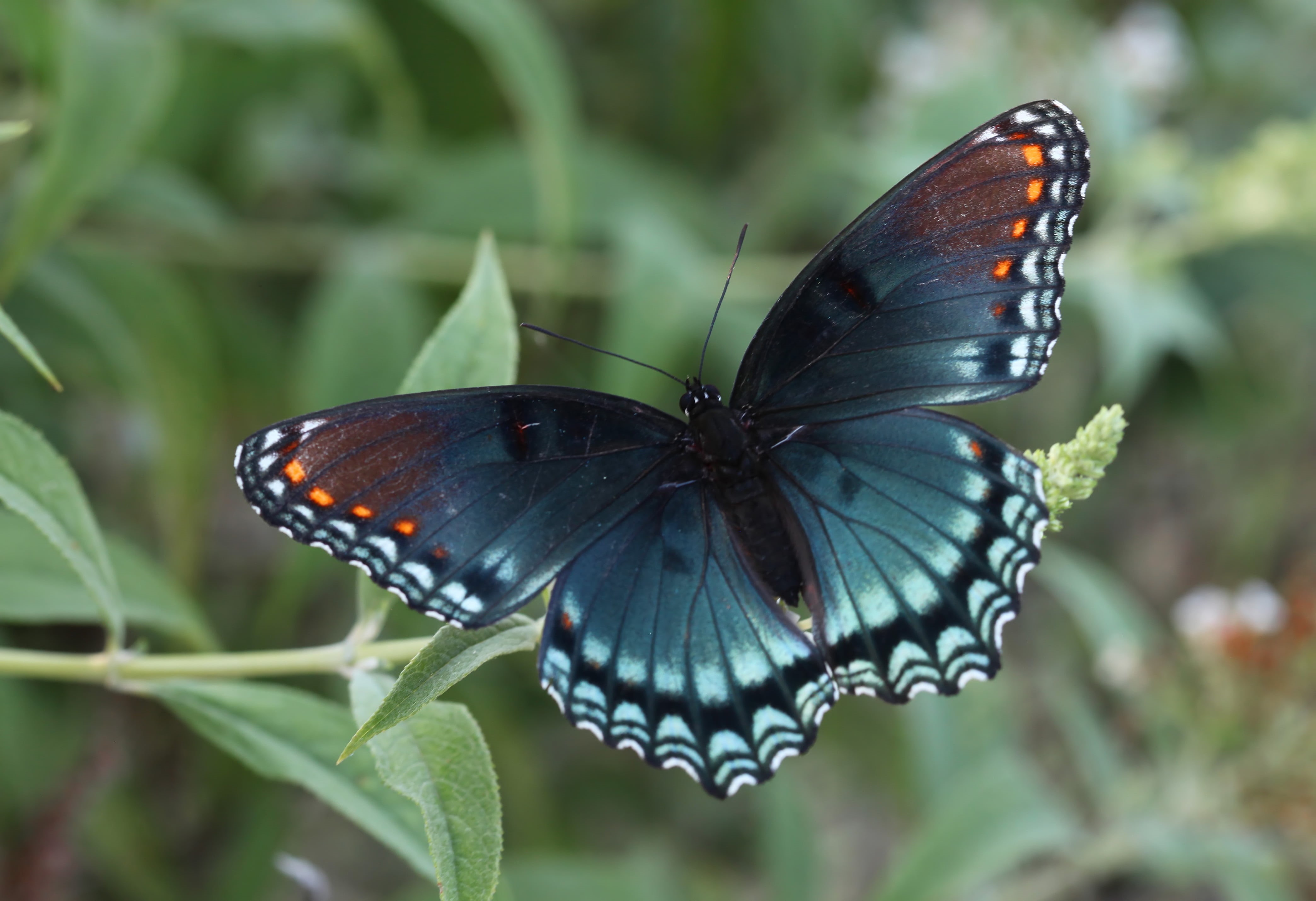 photo, Richmond COunty, thin film interference, Red Spotted Purple, blue  orange, multi Colored, nature, close-up, North Carolina, butterfly - Insect, leaf, HD Wallpaper