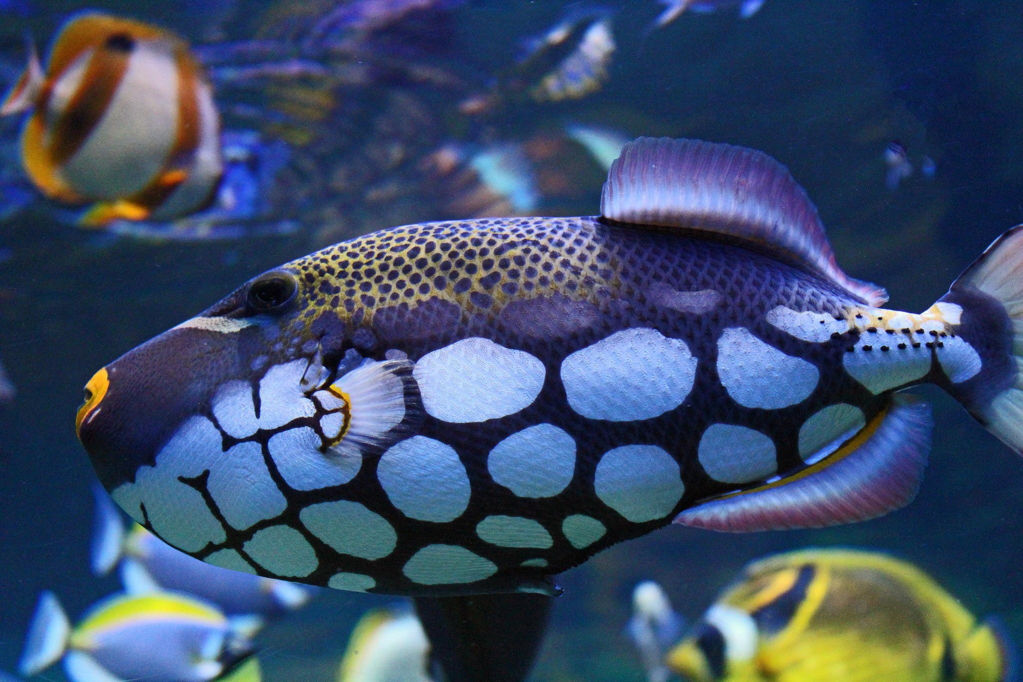 Fish, underwater, spot color, 1080P, HD Wallpaper