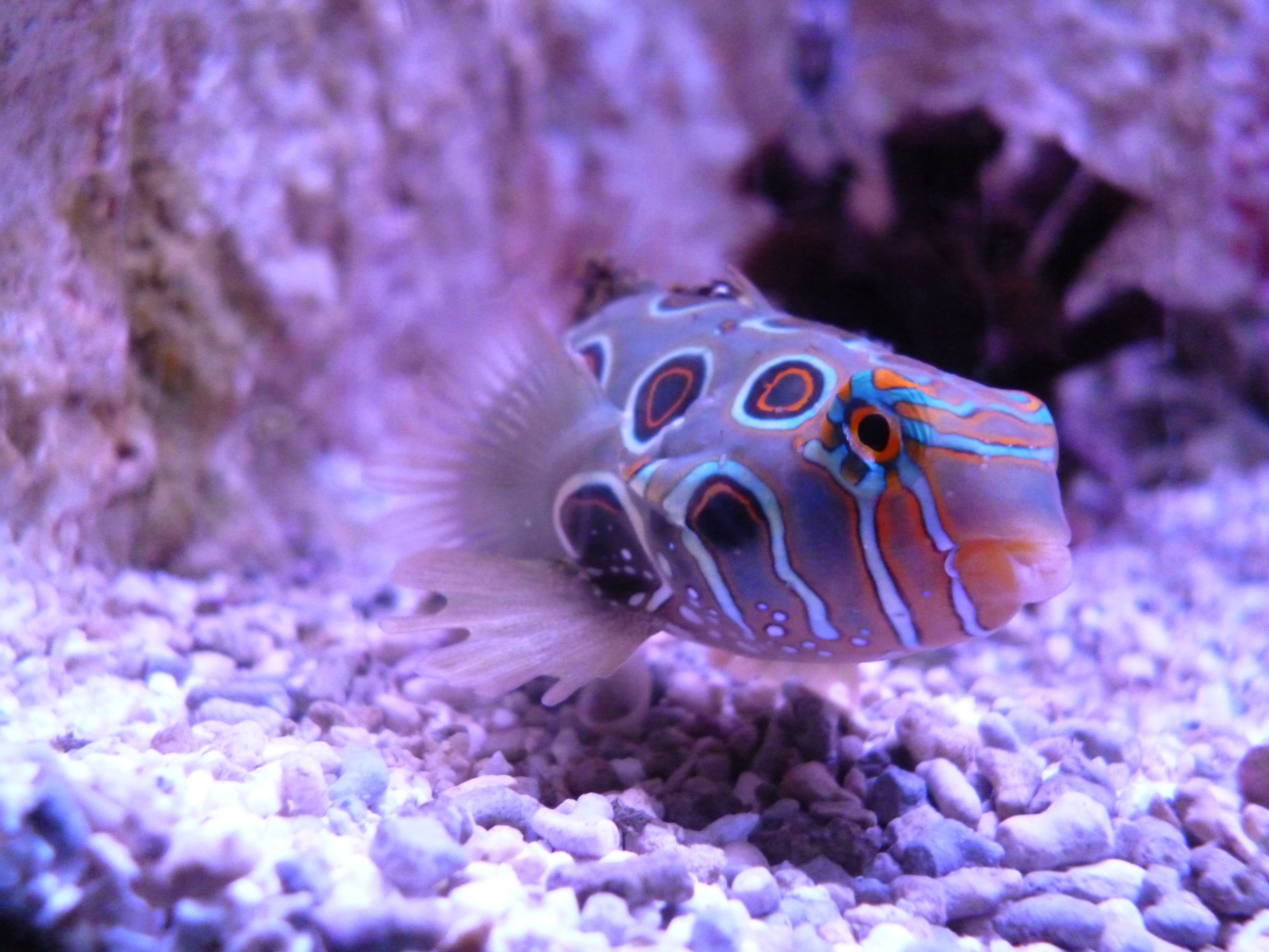 tropical Climate, marine, swimming, water, one animal, beauty in nature, sea life, sea, animal wildlife, animal, purple, wildlife, nature, deep, 4K, scuba Diving, HD Wallpaper