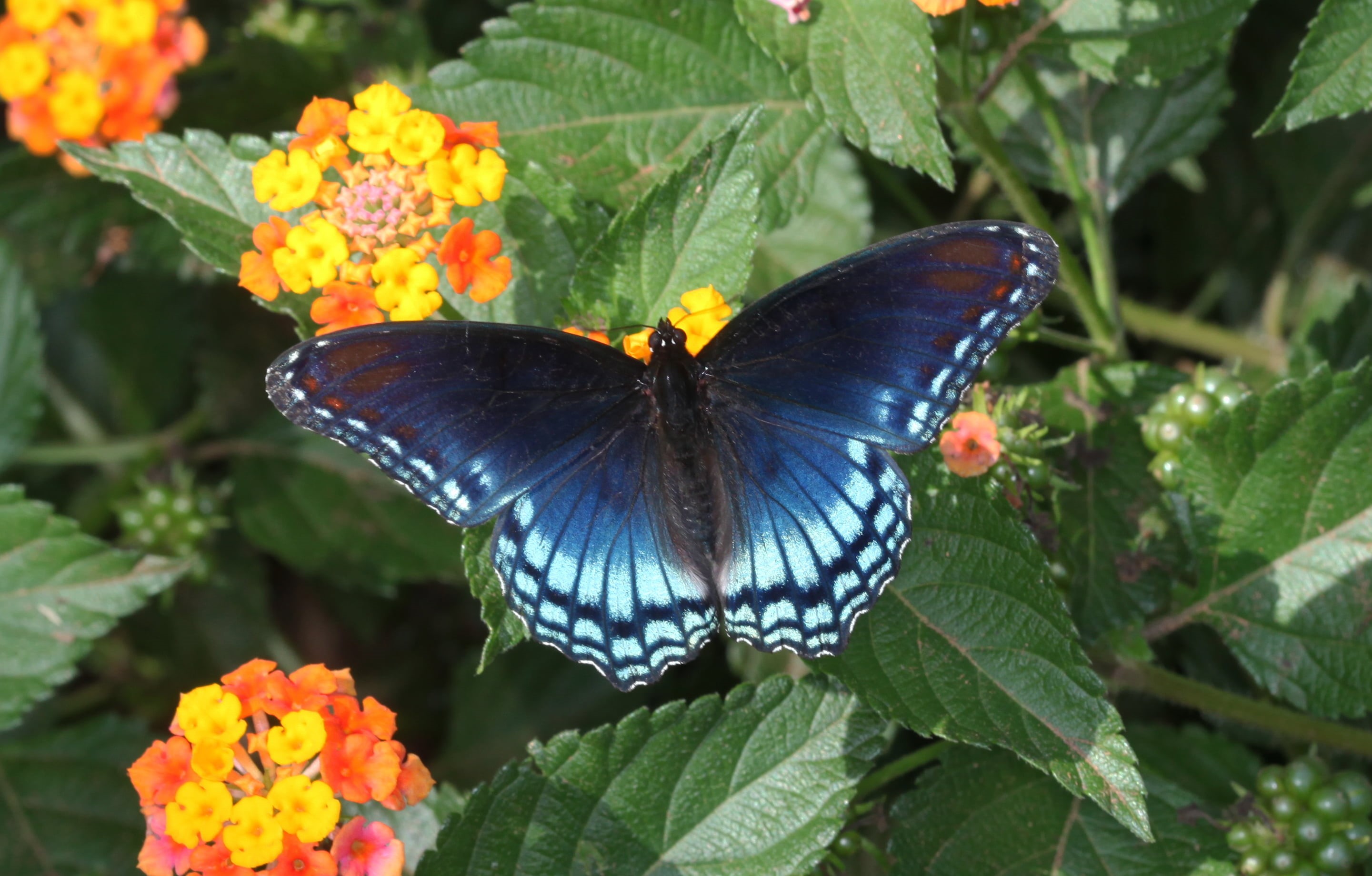 animal, Lantana, leaf, thin film interference, swallowtail, swallowtail butterfly, butterfly, animal Wing, Spicebush swallowtail, blue  orange, pipevine swallowtail, HD Wallpaper