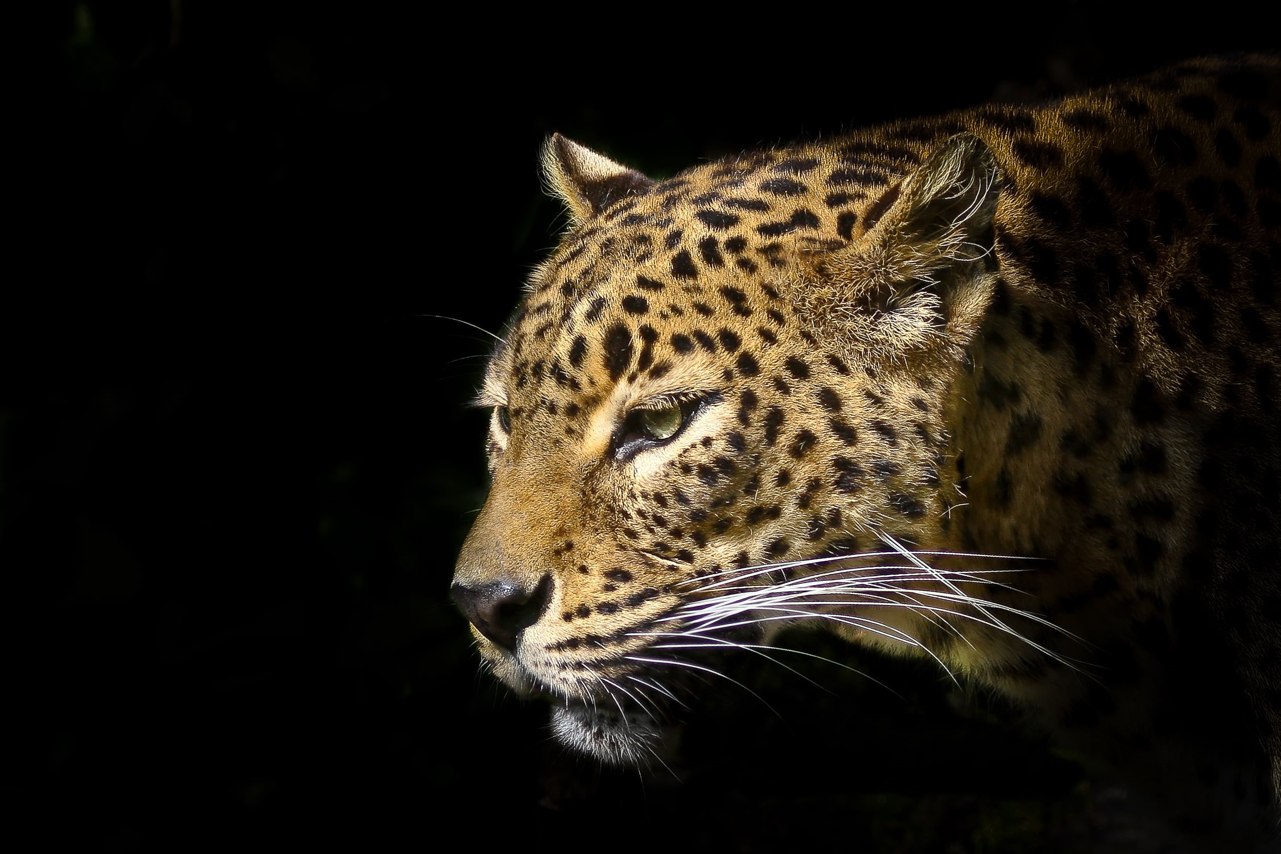 Panther, platinum, gold, Photo, Unforgettable, danger, me, S-T, feline, mammal, big Cat, wildlife, WoW_2, E-S, 1080P, animals In The Wild, nature, me  my, HD Wallpaper