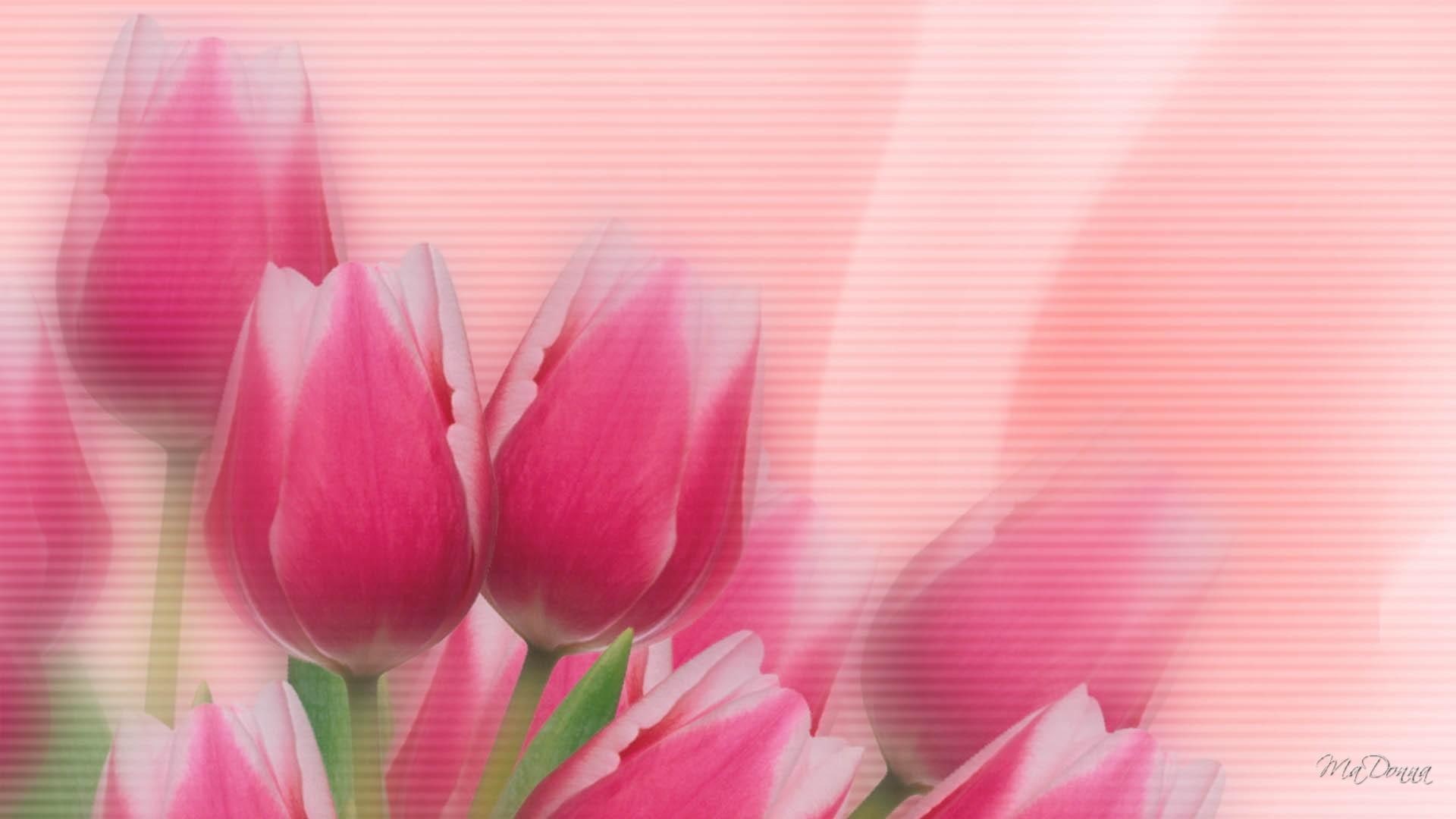 3d and abstract, pink, floral, spring, flowers, tulips, firefox persona, abstract, 1080P, HD Wallpaper
