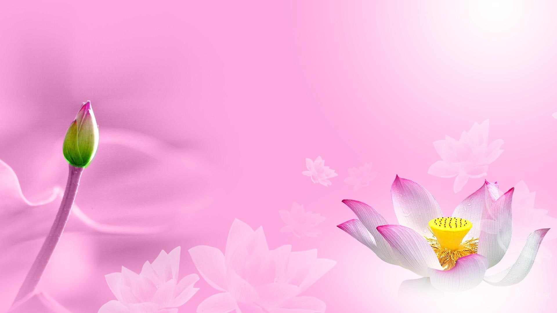 flower, water, pond, pink, summer, 1080P, spring, desire, firefox persona, water lily, lily, 3d and abstract, HD Wallpaper