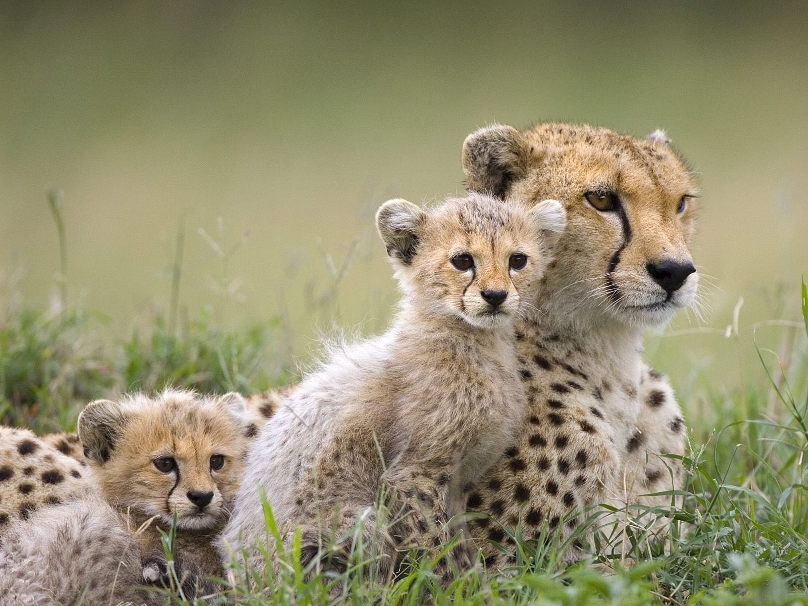 cubs, baby, cheetahs, 720P, animals, HD Wallpaper