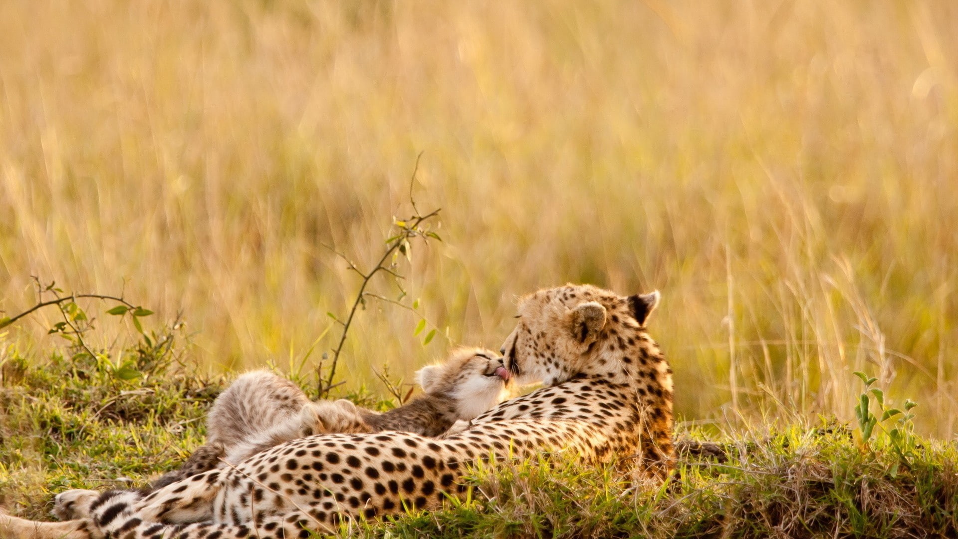 cheetahs, baby animals, 1080P, animals, wildlife, nature, HD Wallpaper