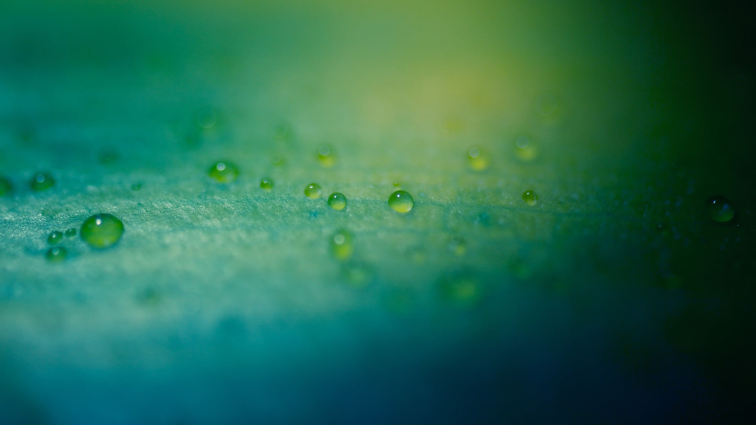 outdoors, blue, surface, color Image, green, day, environment, dew, green Color, liquid, backgrounds, water, macro, leaf, close-up, water drops, vibrant Color, HD Wallpaper
