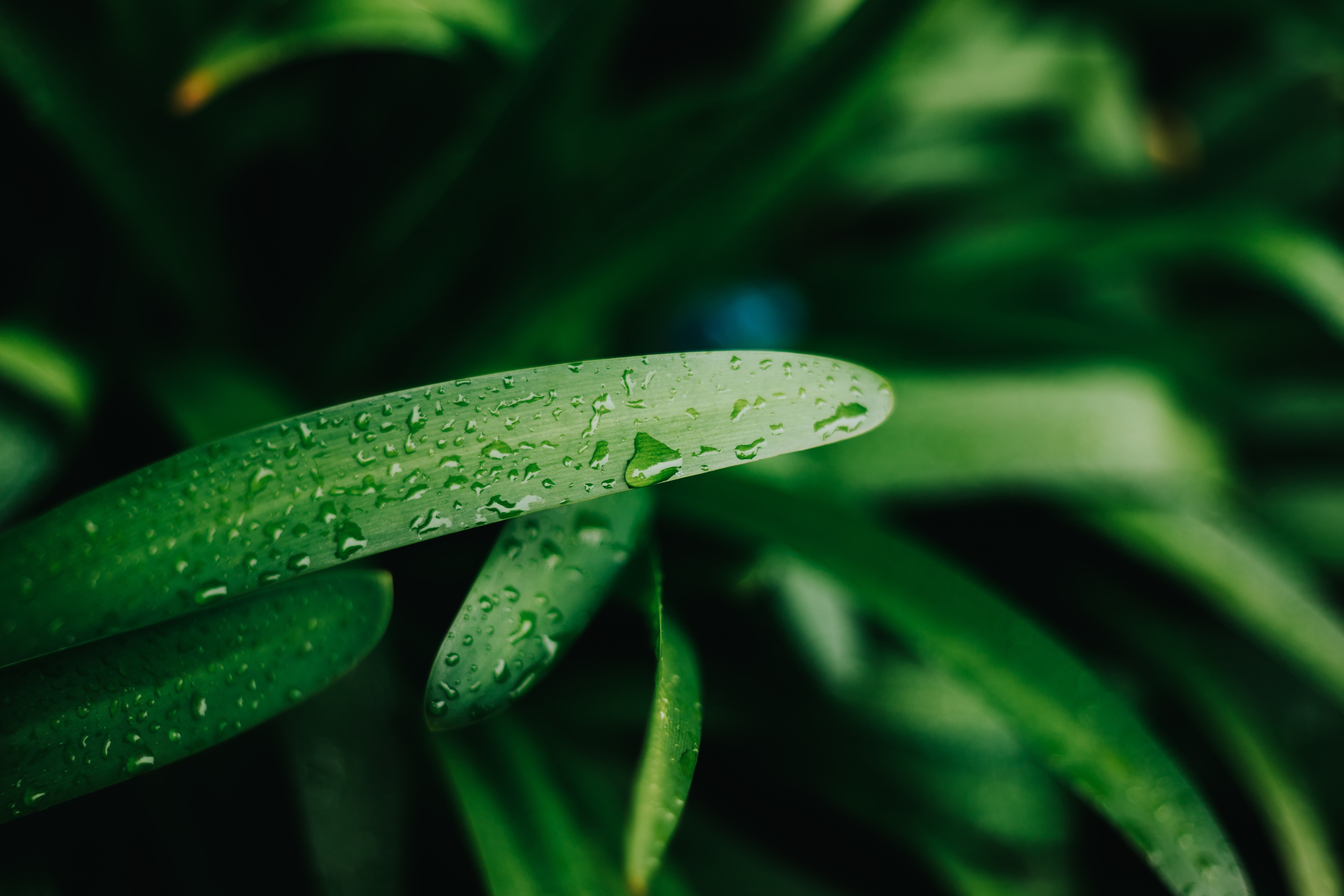 close-up, plant, focus on foreground, depth of field, day, no people, vulnerability, linear, raindrop, nature, green, growth, water, plant part, 5K, drop, HD Wallpaper