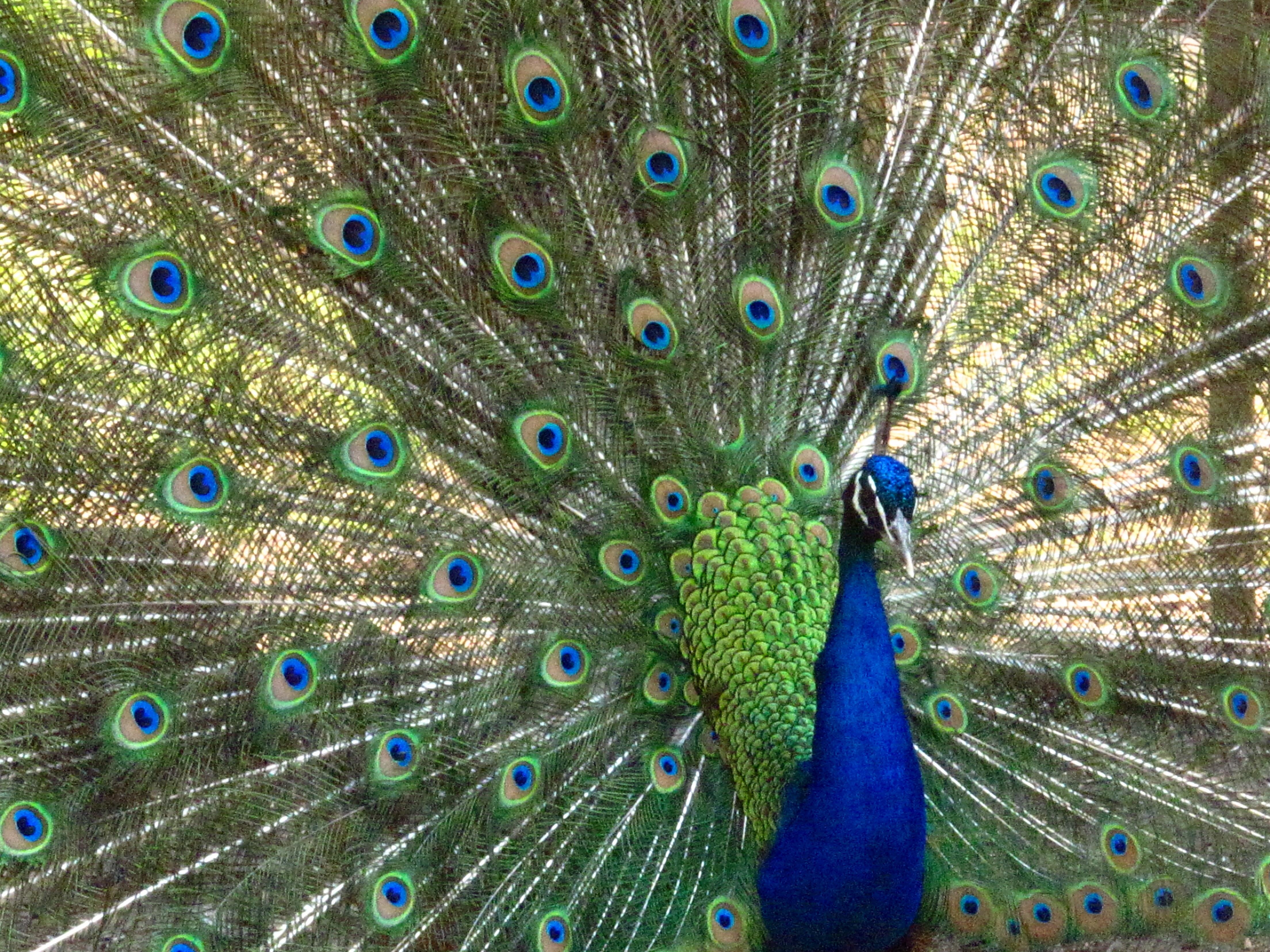 beauty, Beautiful, blue, elegance, 4K, tail, beauty In Nature, multi Colored, exclusive license, sanctuary, animal, NPC, conservancy, Peacocks, feather, HD Wallpaper