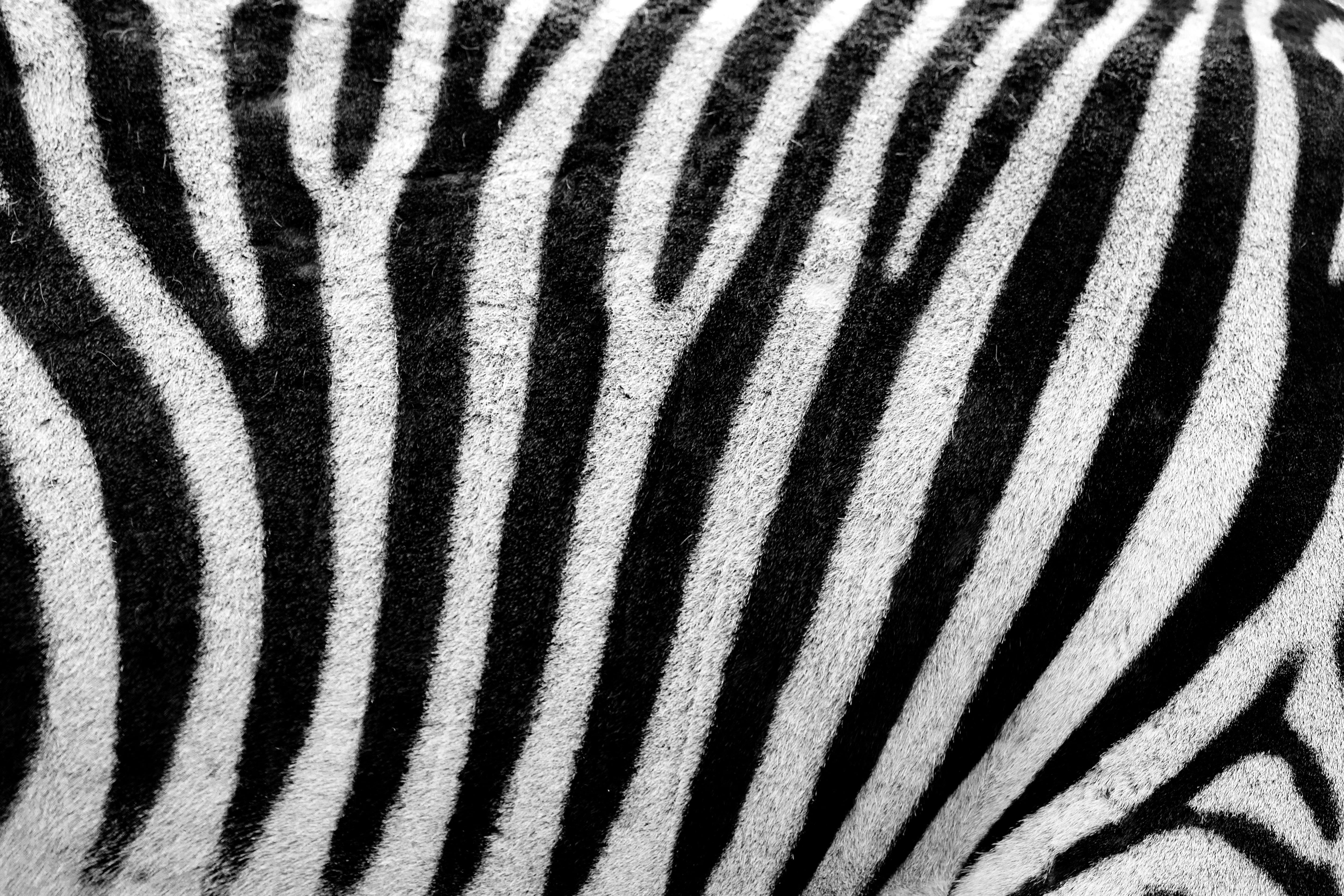 lines, close-up, vertebrate, africa, pattern, black, zebra, herbivorous, white color, full frame, natural pattern, skin, animal wildlife, detail, camouflage, HD Wallpaper