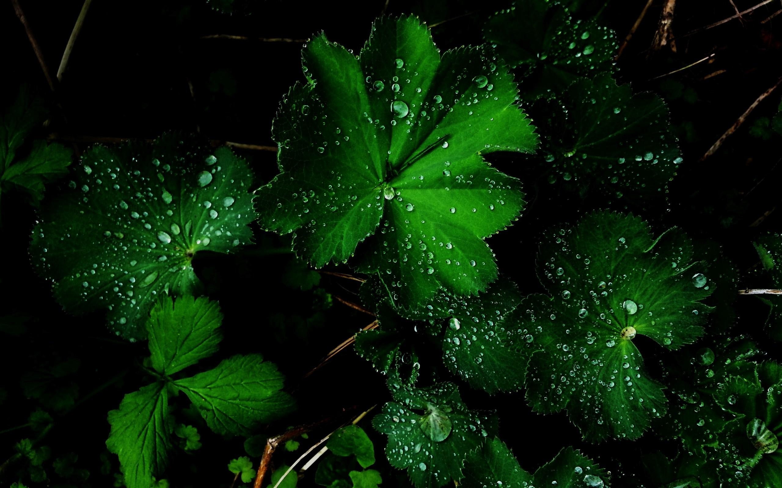 green, nature, amazing, rain, 2K, beautiful, flower, HD Wallpaper