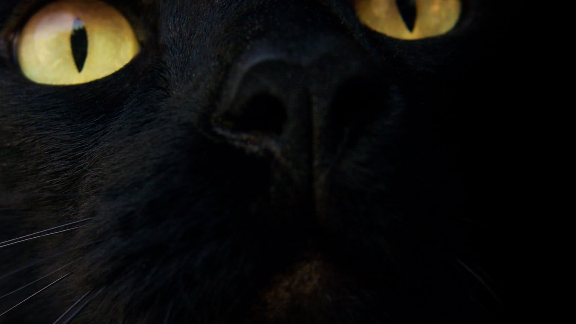 yellow eyes, animal eye, no people, animals, mammal, whisker, animal wildlife, feline, eye, body part, iris - eye, domestic, 1080P, pets, black, domestic animals, HD Wallpaper