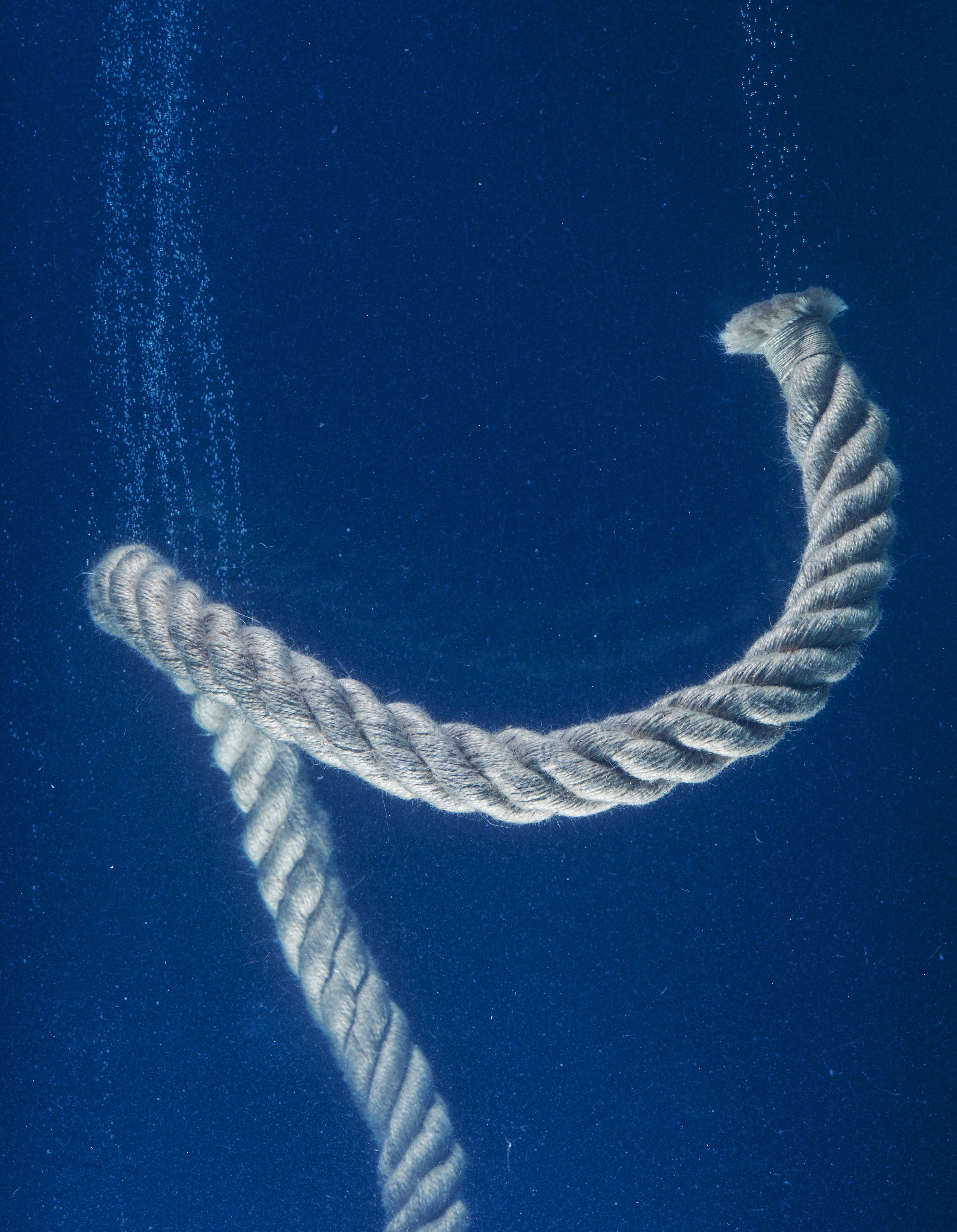 gray, animals in the wild, underwater, connect, conceptual, rope, idea, nature, scenics - nature, thoughts, 5K, drowning, animal wildlife, animal themes, Phone HD Wallpaper