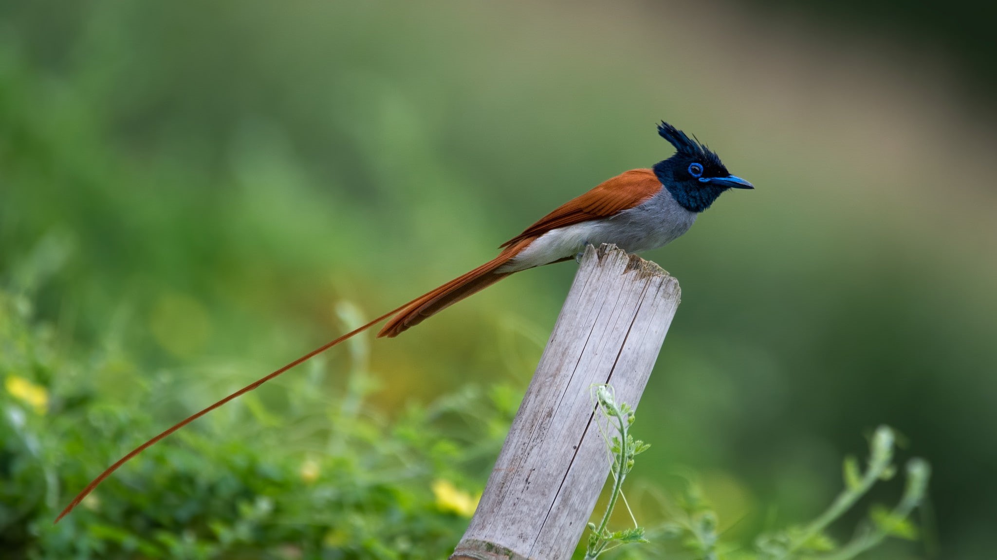 plants, wood, bamboo, birds, 1080P, photography, wildlife, nature, macro, HD Wallpaper