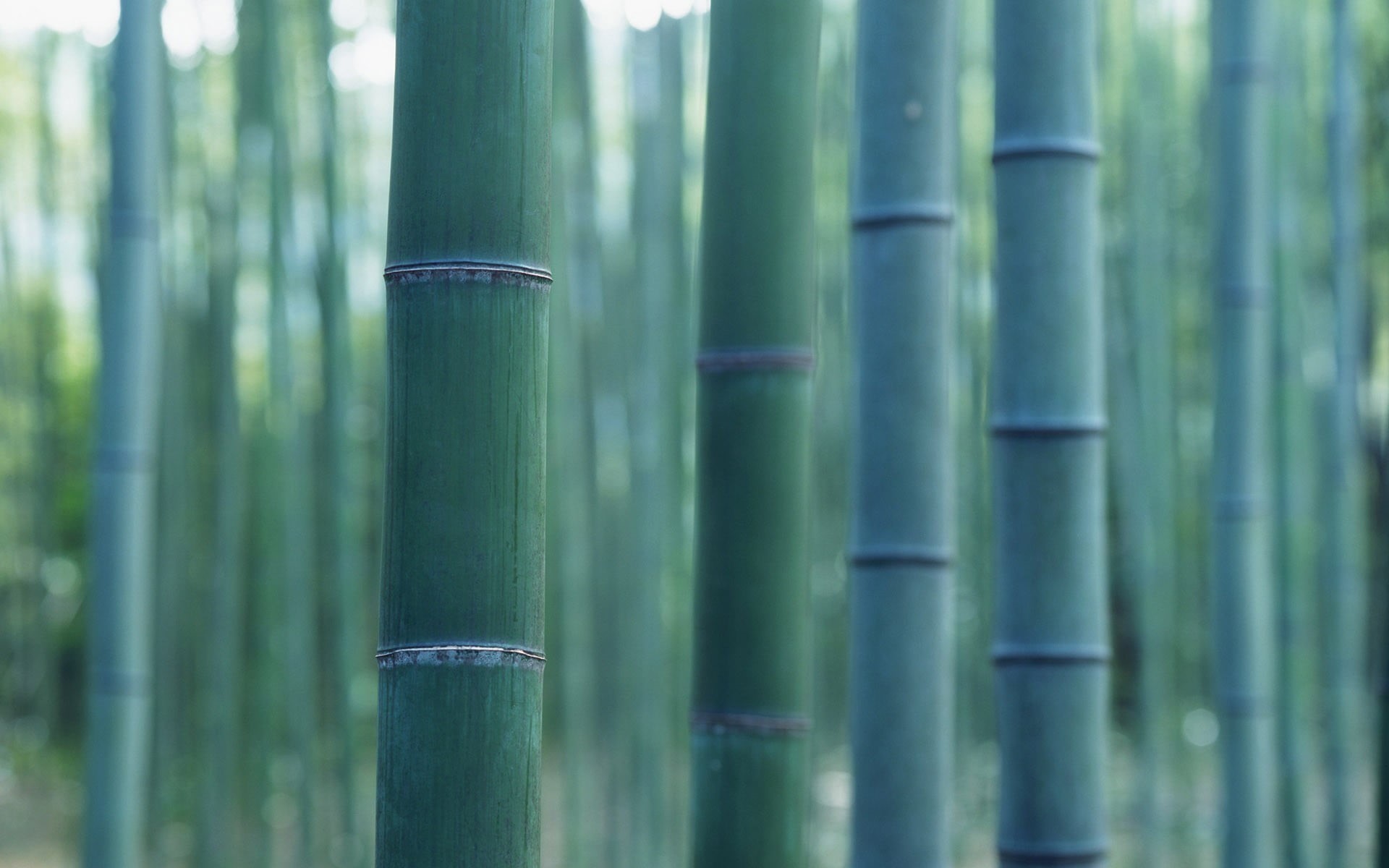 bamboo - plant, wood, forest, land, outdoors, tranquility, tree, green, 1080P, bamboo grove, beauty in nature, close-up, green color, plants, tree trunk, HD Wallpaper