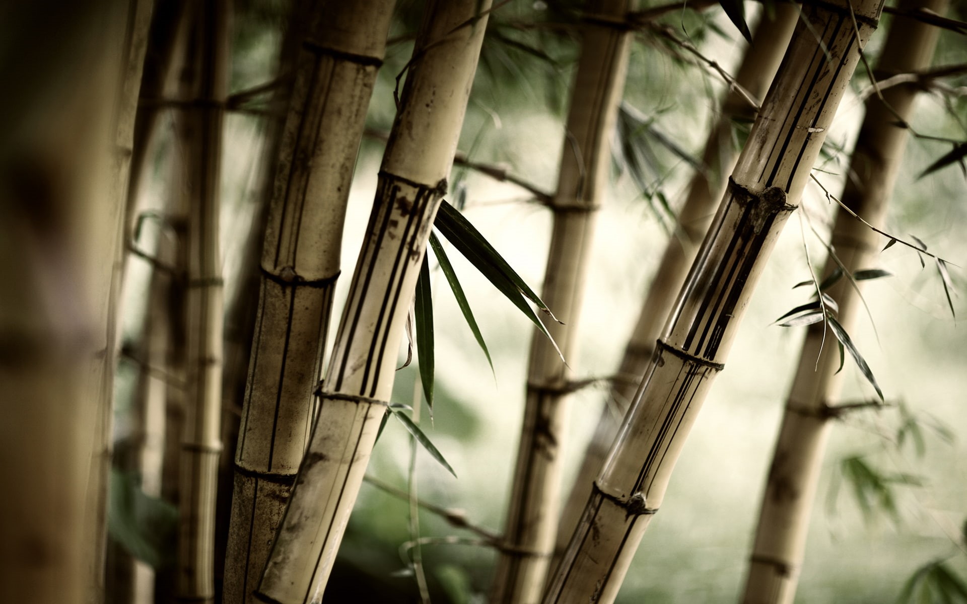 wood, nature, bamboo, plants, trees, 1080P, macro, HD Wallpaper