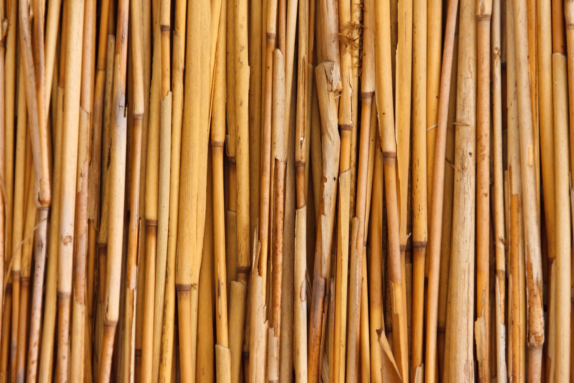 stick, wall, texture, bunch, tropical, tree, 1080P, brown, bamboo - plant, day, fence, nature, asian, pattern, lot, full frame, large group of objects, HD Wallpaper