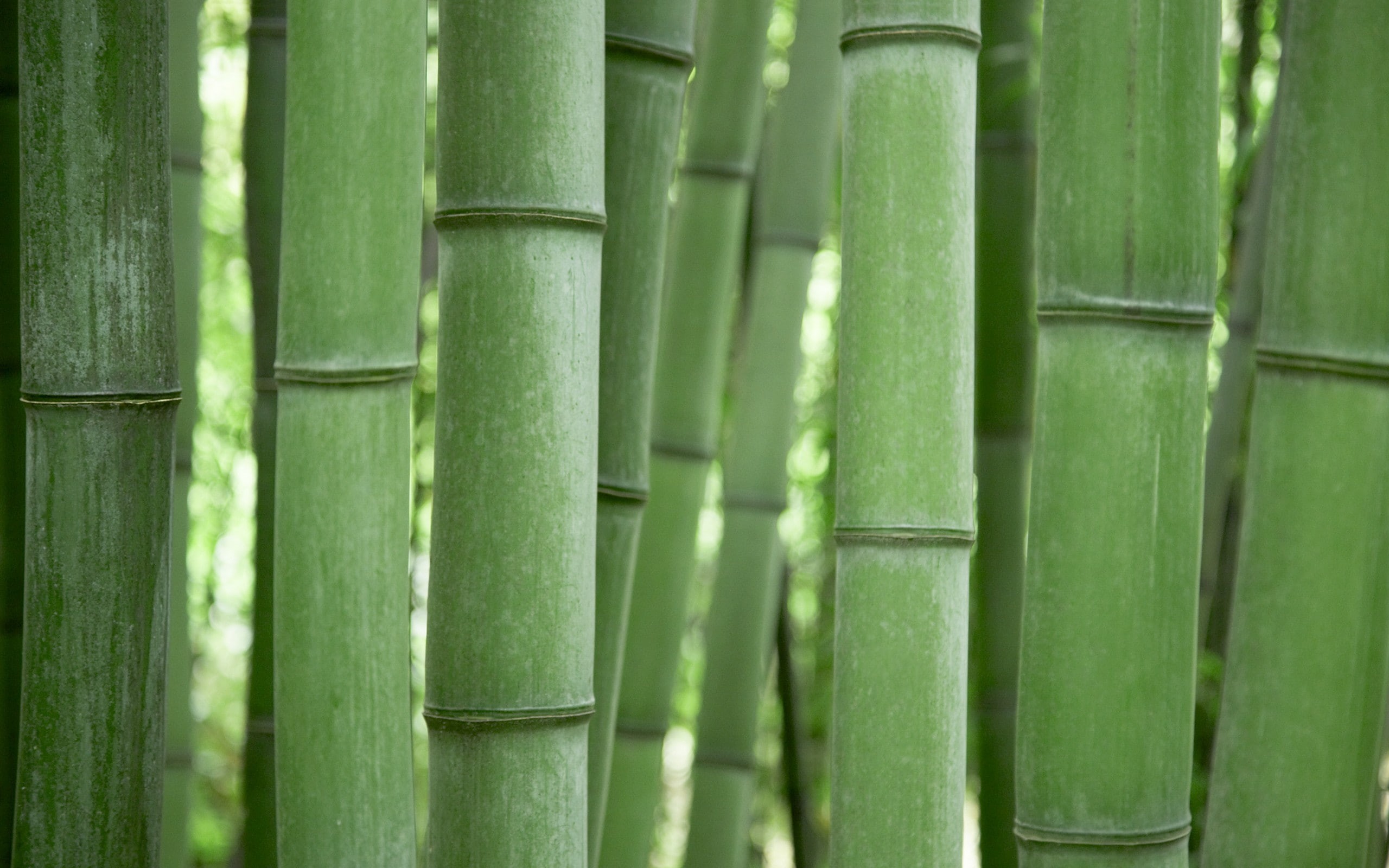 trees, bamboo, wood, 2K, green, HD Wallpaper