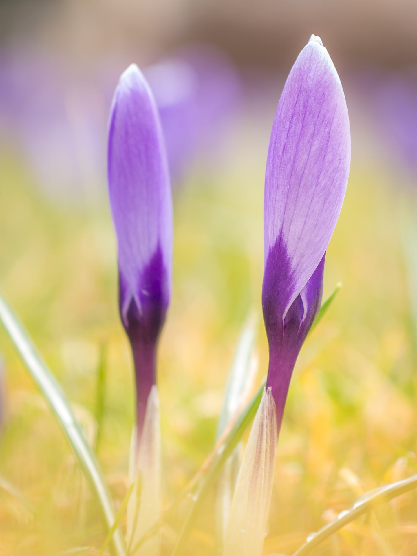 crocus, plant, springtime, Orte, photo, Panasonic Lumix G5, flower Head, Blumen, Berlin, macro, beauty In Nature, petal, 60mm, F2.8, close-up, 1080P, croci, Phone HD Wallpaper